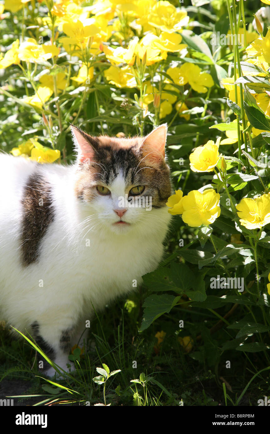 Cat in the garden. Stock Photo