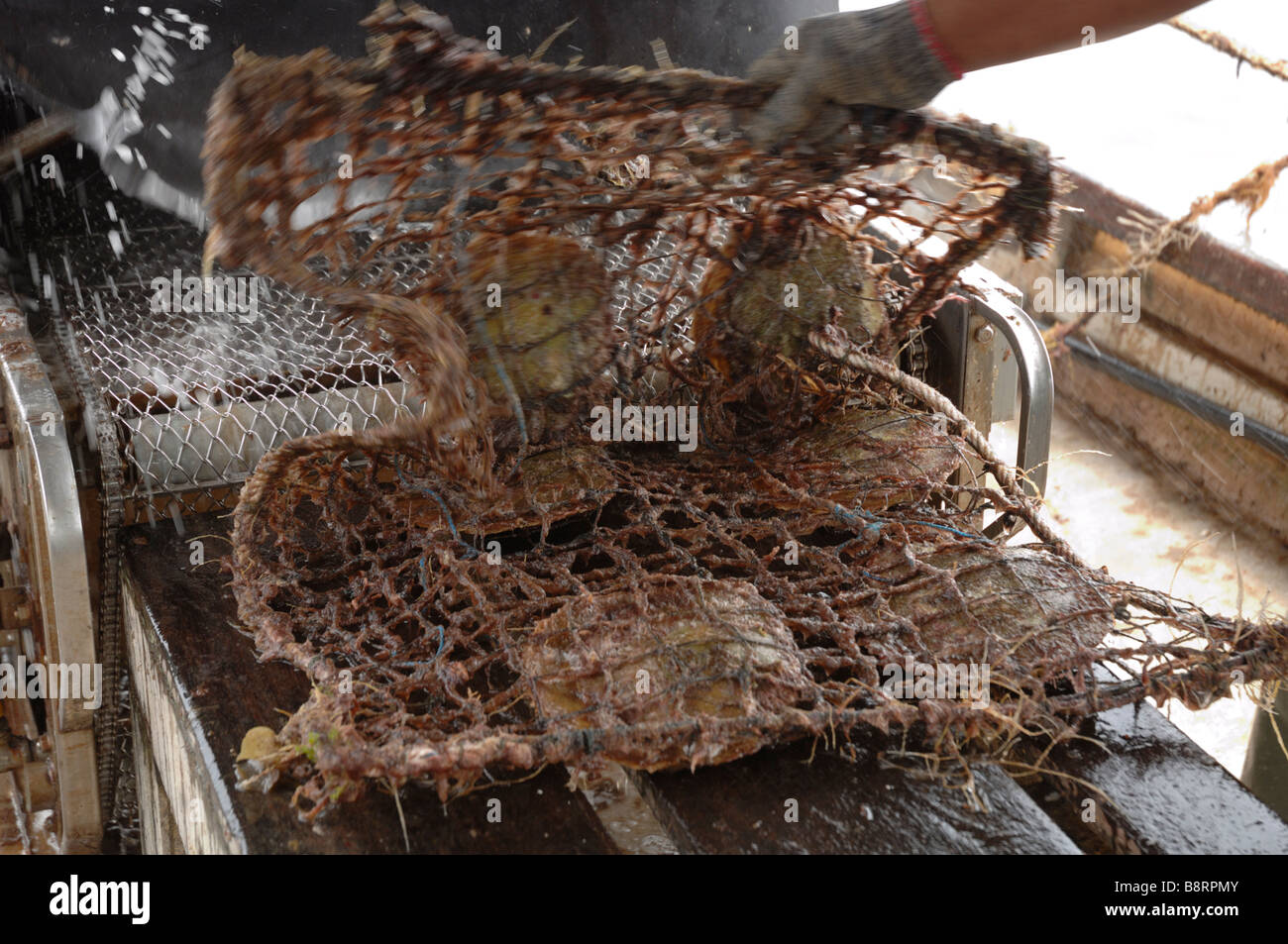 Mechanical cleaning of marine growth from gear on boat Japanese pearl