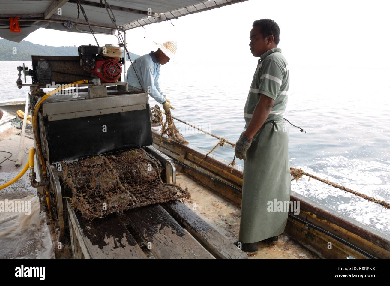 Mechanical cleaning of marine growth from gear on boat Japanese pearl