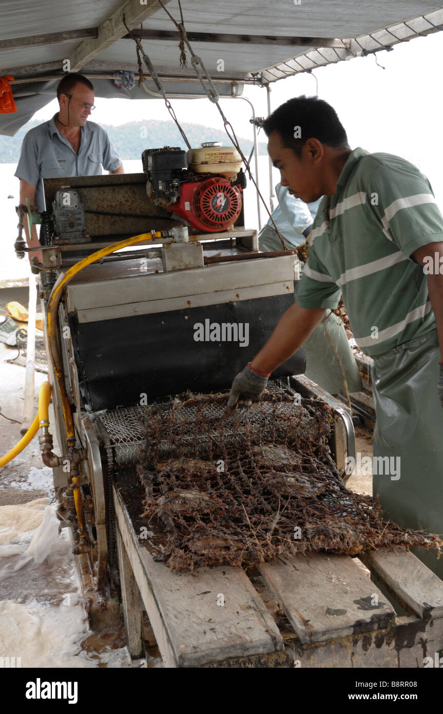 Mechanical cleaning of marine growth from gear on boat Japanese pearl