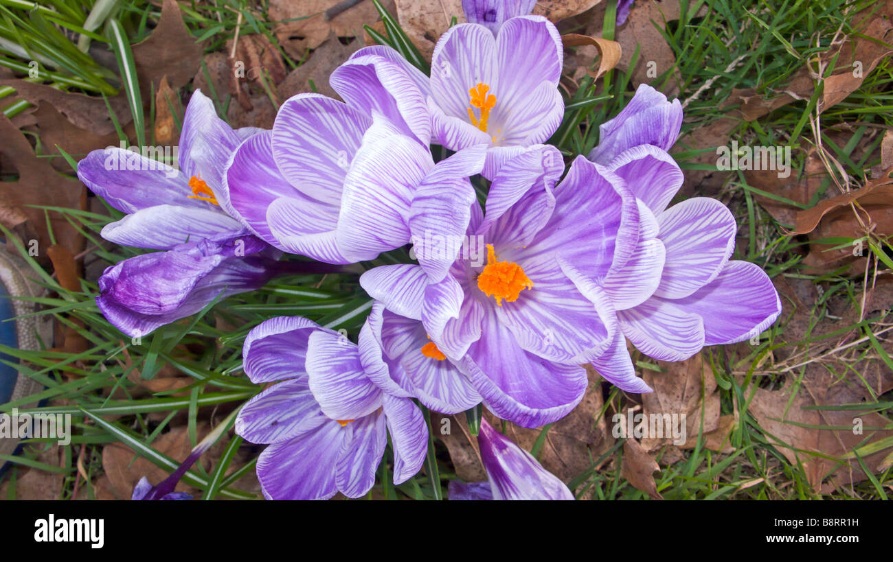 Crocus longiflorus hires stock photography and images Alamy