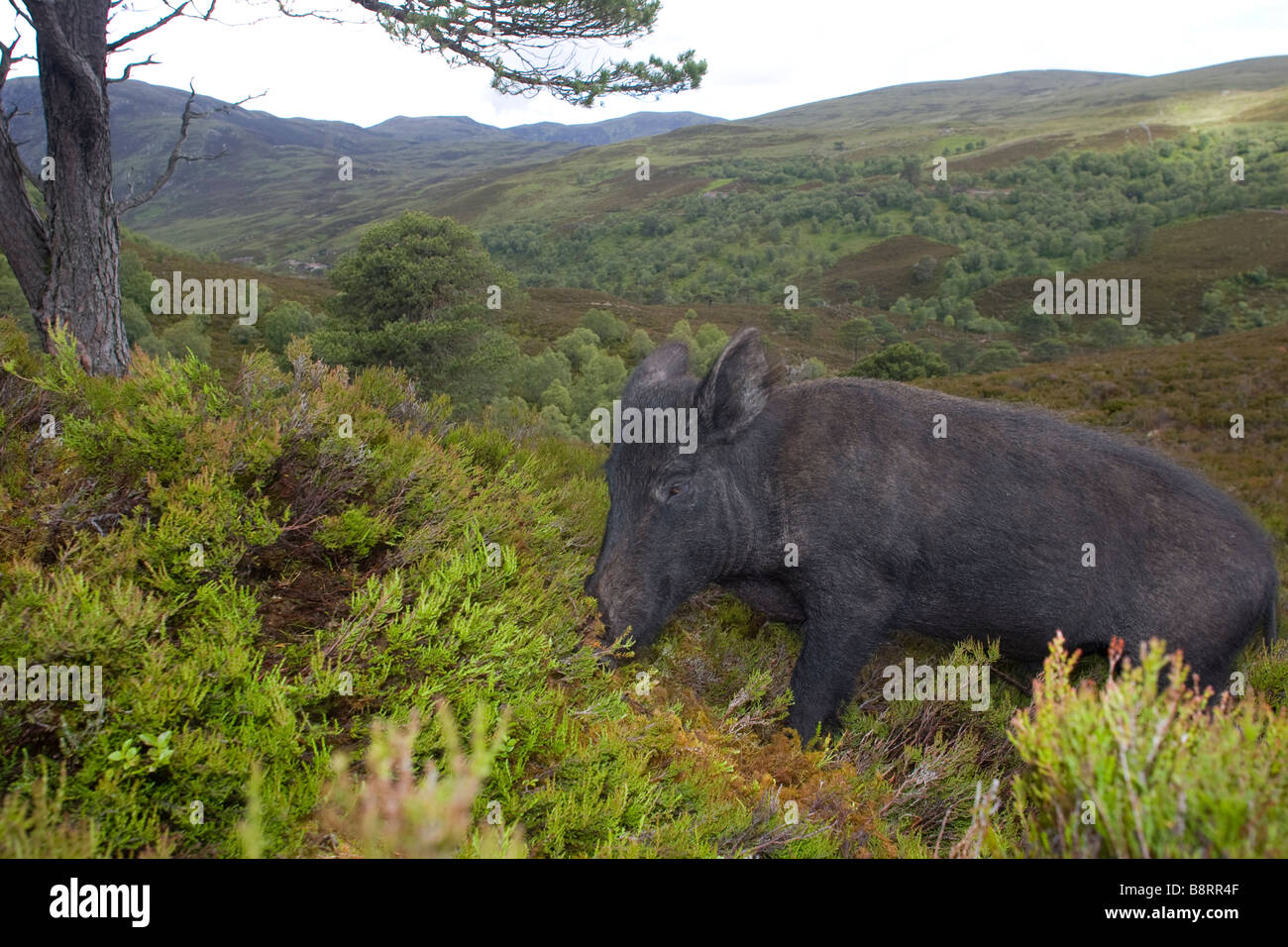 wild boar searching for food Stock Photo