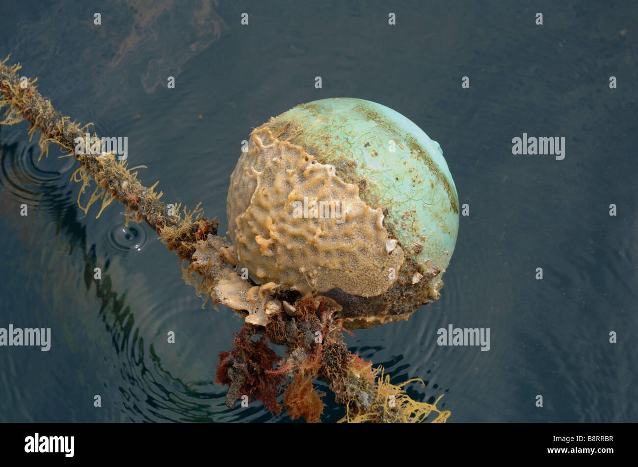 Marine growth on mooring buoy and rope Japanese pearl farm Darvel Bay ...