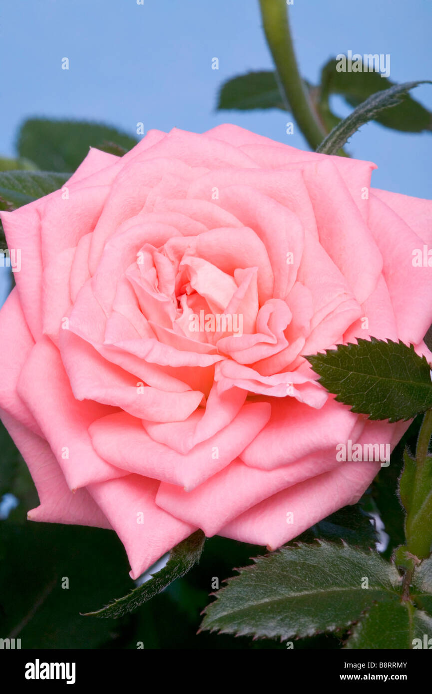 Miniature Rose Plant High Resolution Stock Photography and Images - Alamy