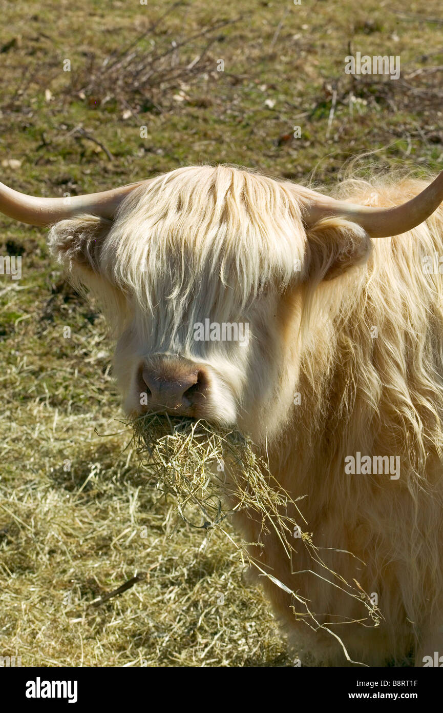 Blond haired Scottish highlander cow eating hay Stock Photo - Alamy