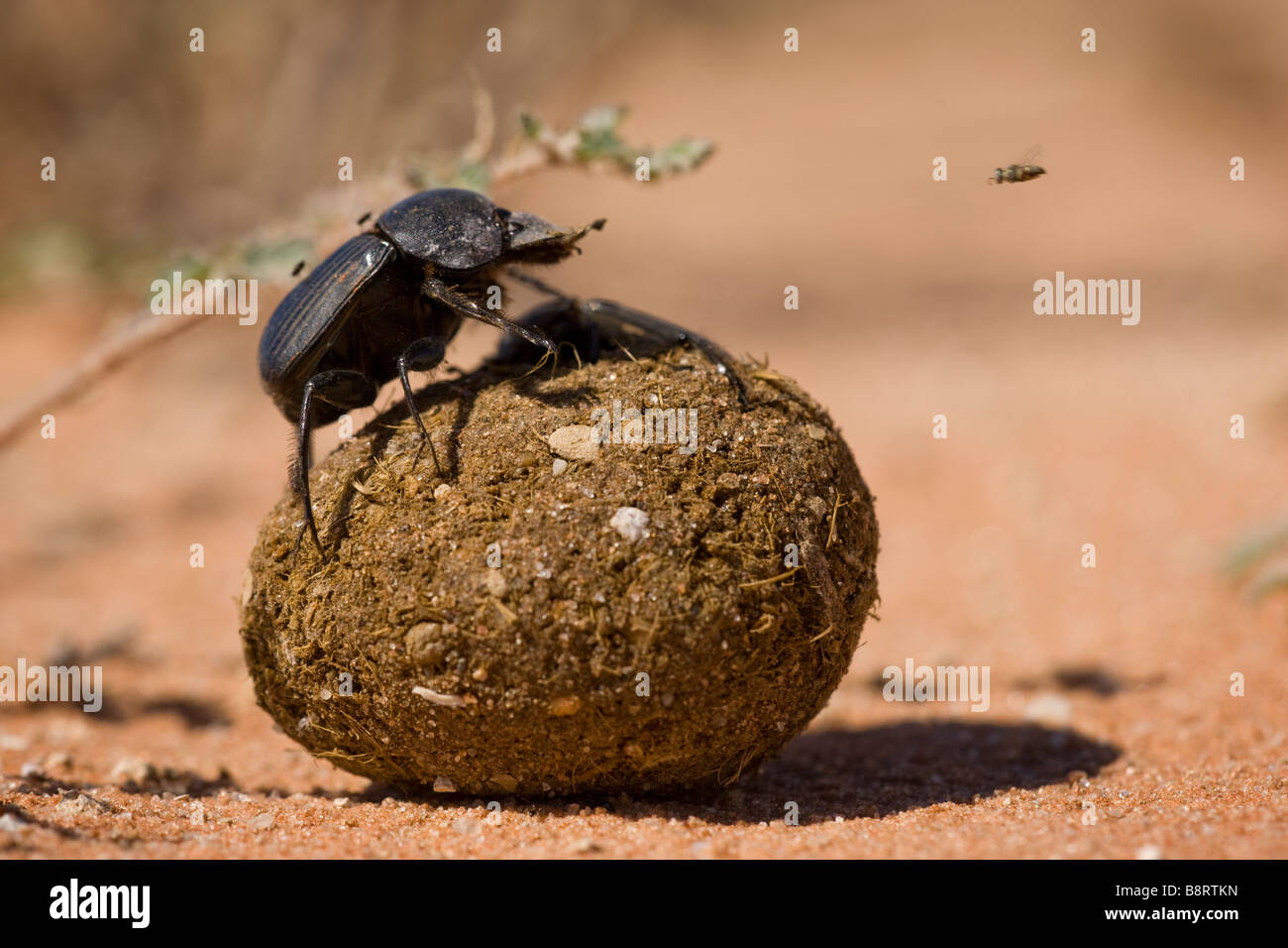 South Africa Kgalagadi Transfrontier Park Dung Beetle standing on top of rolling ball of fresh dung in Kalahari Desert Stock Photo