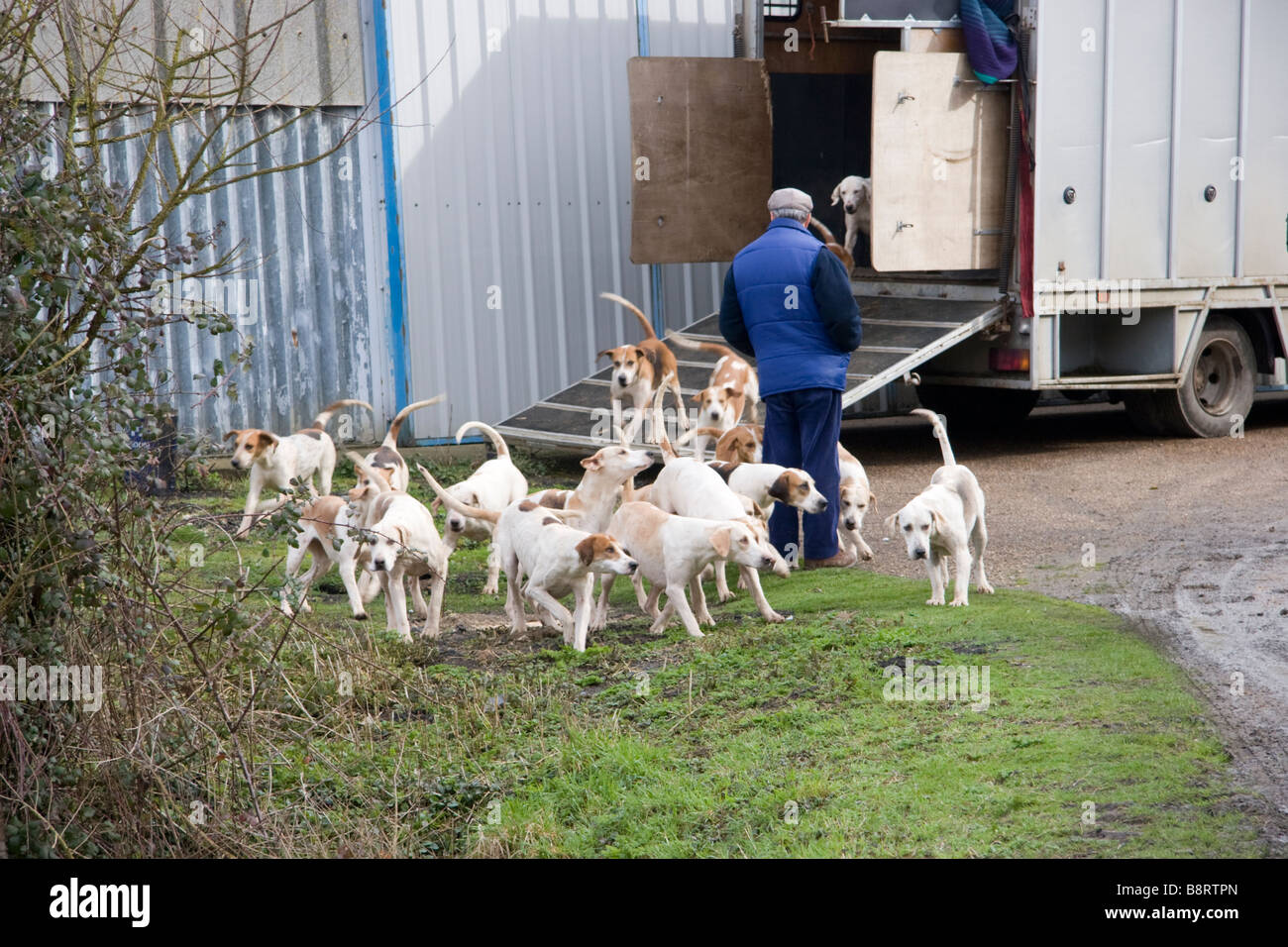 Foxhounds of the Essex and Suffolk Hunt England being let out of a horse box Stock Photo