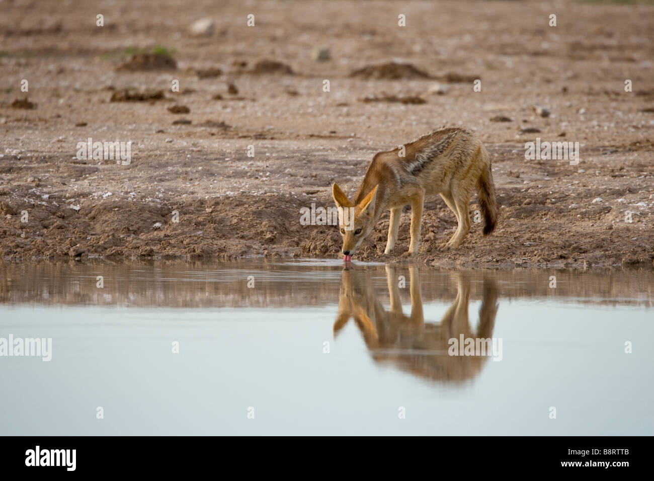 Africa Botswana Nxai Pan National Park Black Backed Jackal Canis mesomelas drinking from water hole at dawn Stock Photo