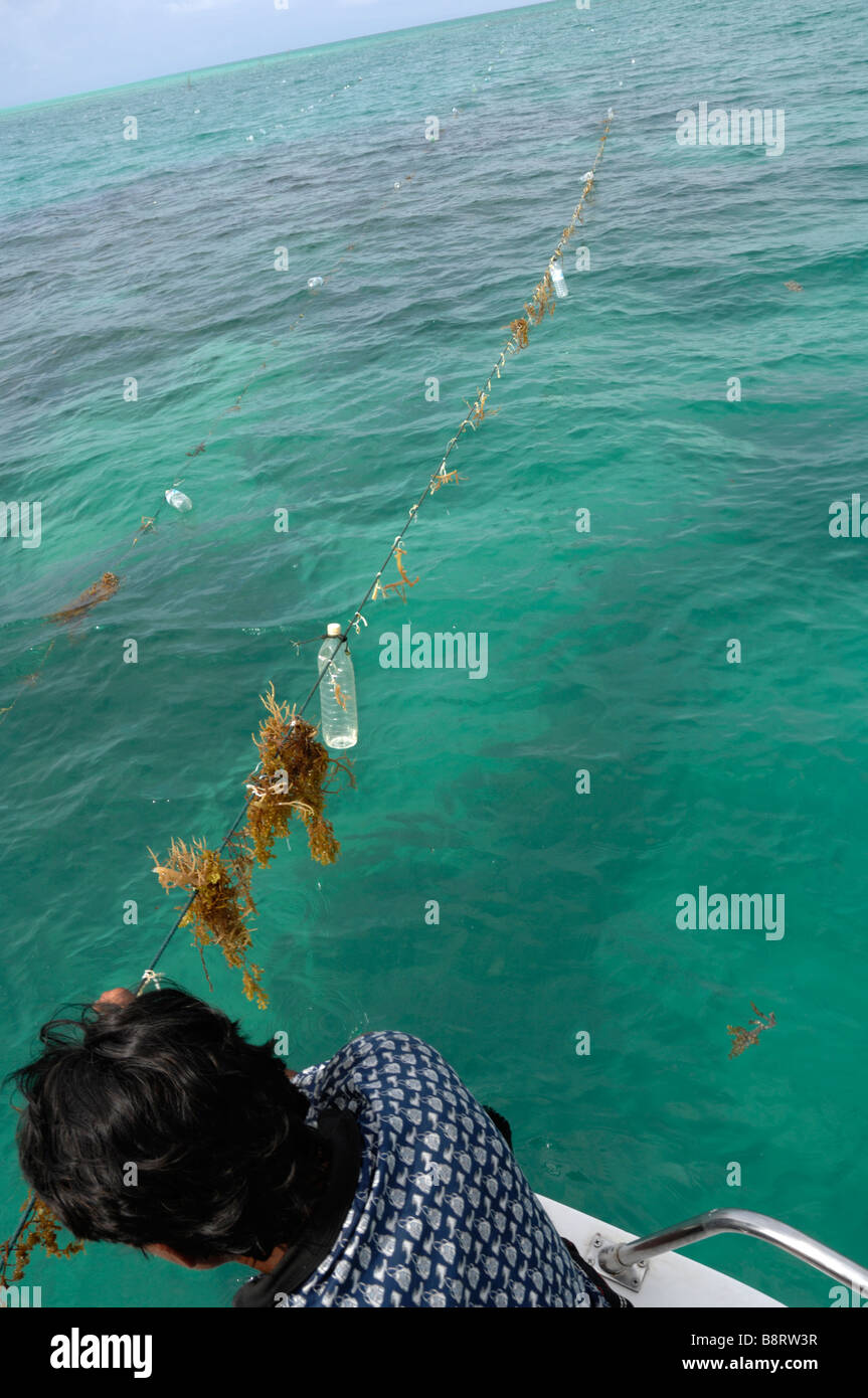 Seaweed farming Bajau Laut Pulau Bodgaya Semporna Sulu Sea Malaysia ...