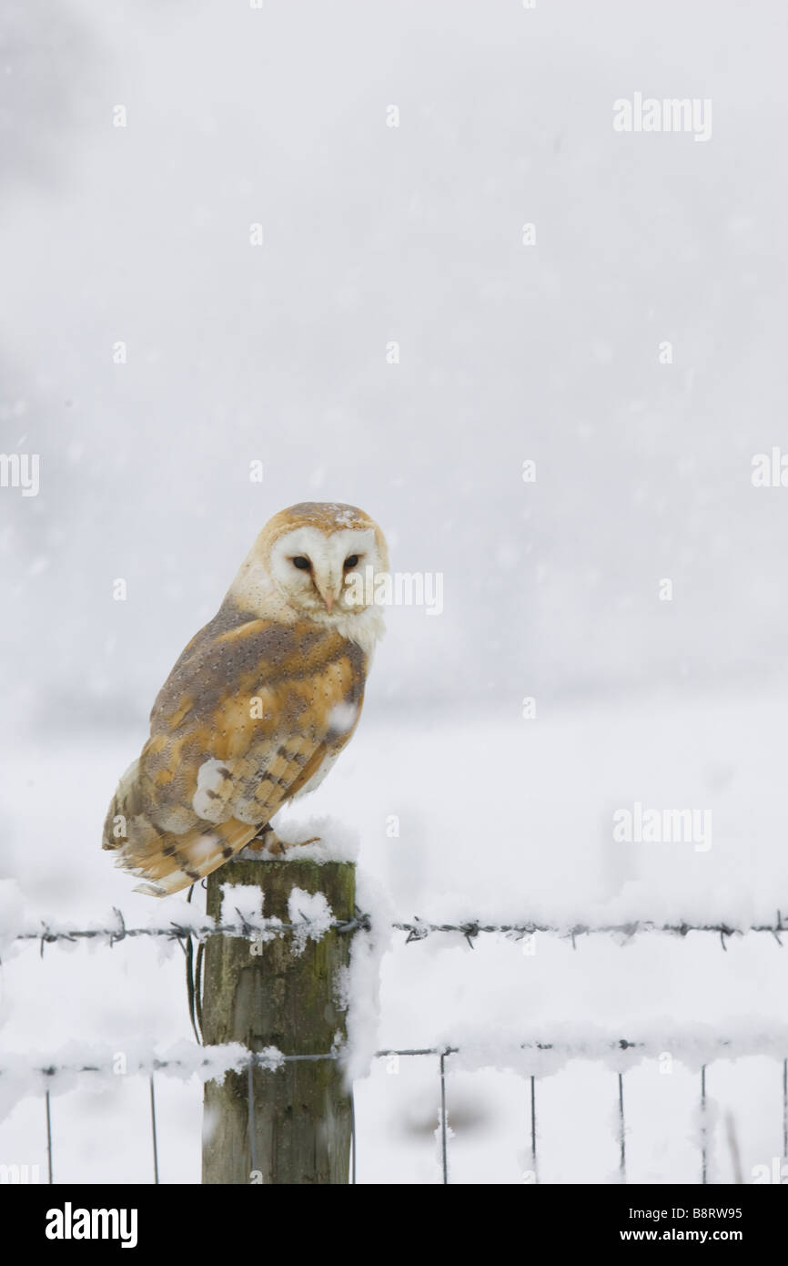 Barn Owl on a fence post in the snow Stock Photo