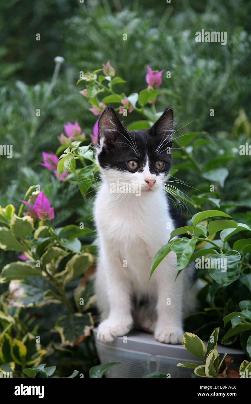 Kitten in the garden. Stock Photo