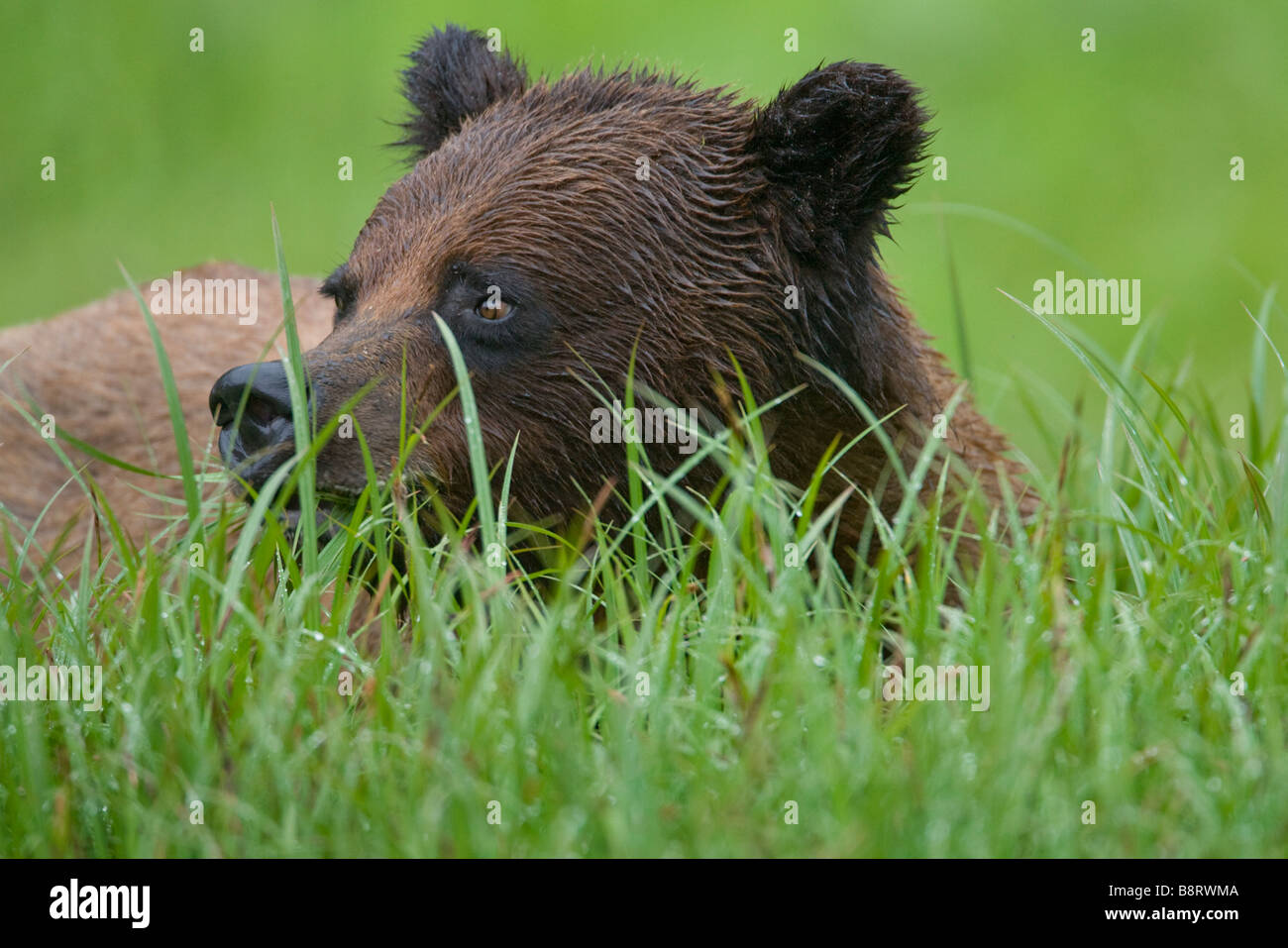 USA Alaska Misty Fjords National Monument Brown Grizzly Bear Ursus ...