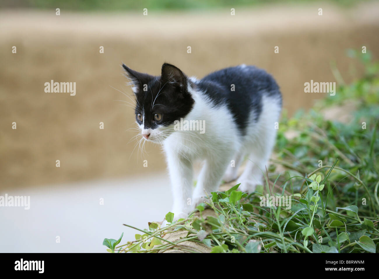 Kitten in the garden Stock Photo - Alamy