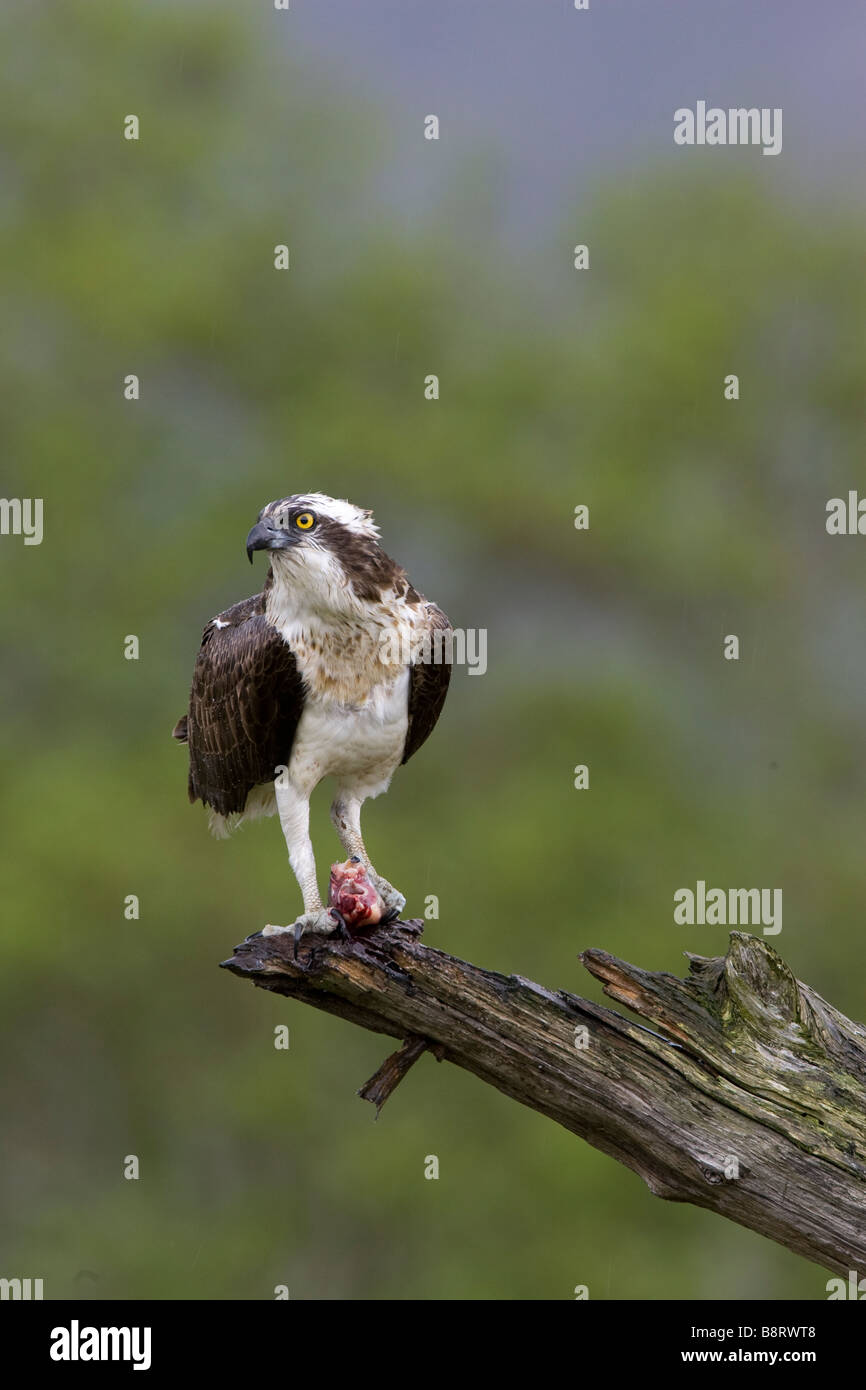 Osprey with a trout on a perch Stock Photo