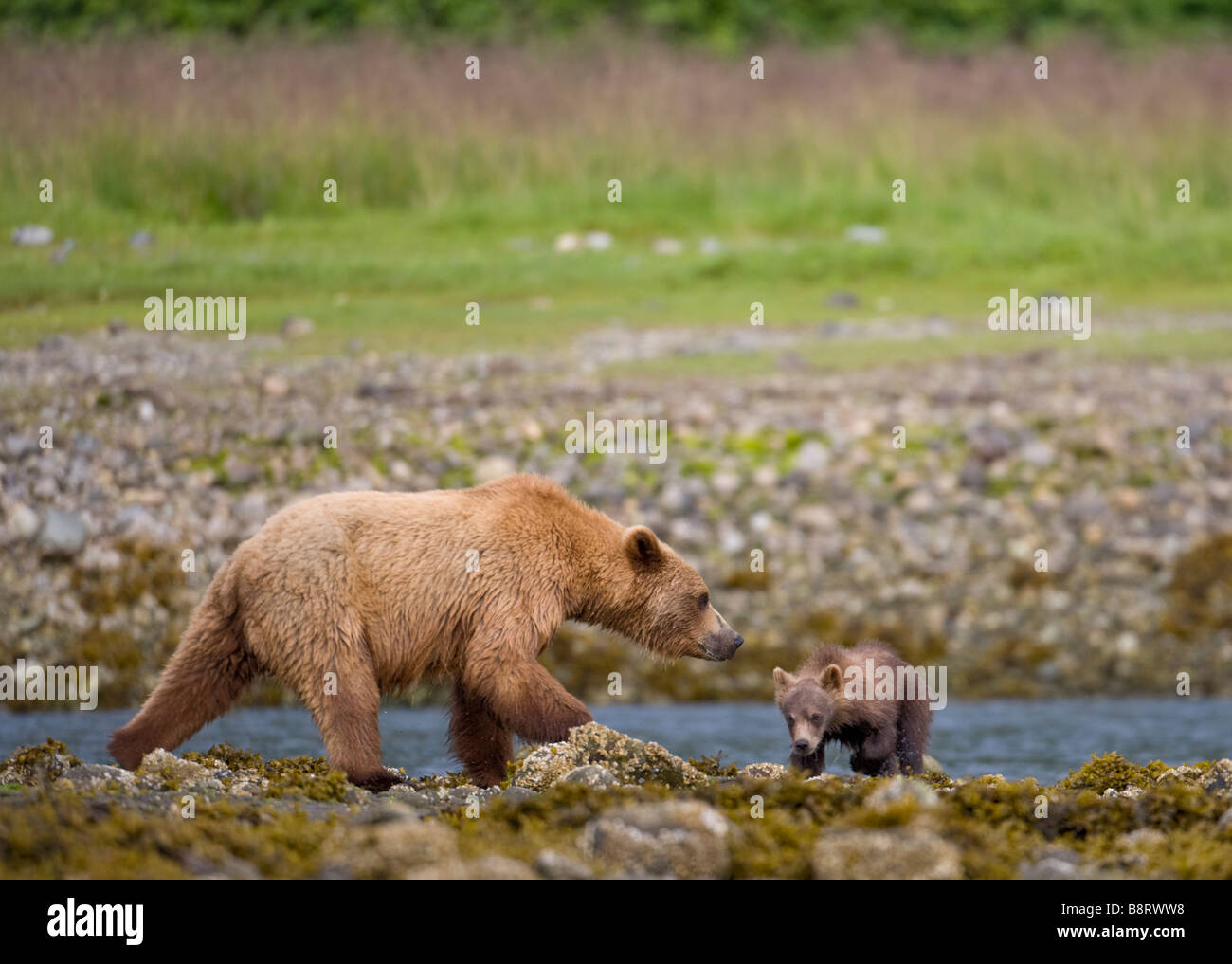 USA Alaska Tracy Arm Fords Terror Wilderness Brown Grizzly Bear Ursus arctos walking at low tide line with spring cub along Endi Stock Photo
