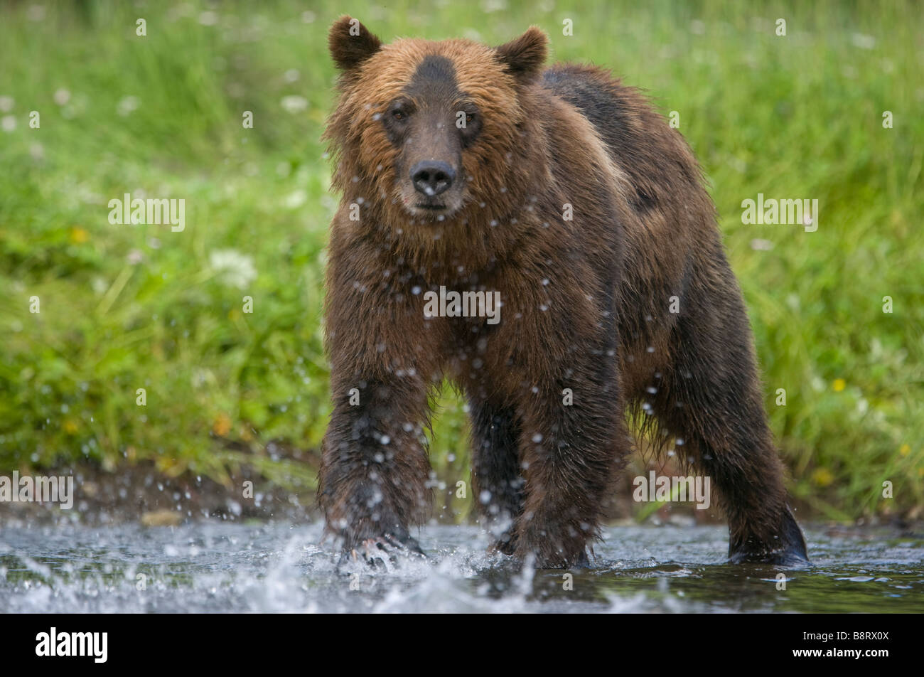 USA Alaska Tongass National Forest Windfall Harbor Brown Grizzly Bear ...