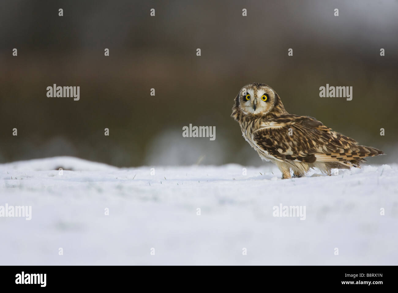 Short Eared Owl in the snow Stock Photo
