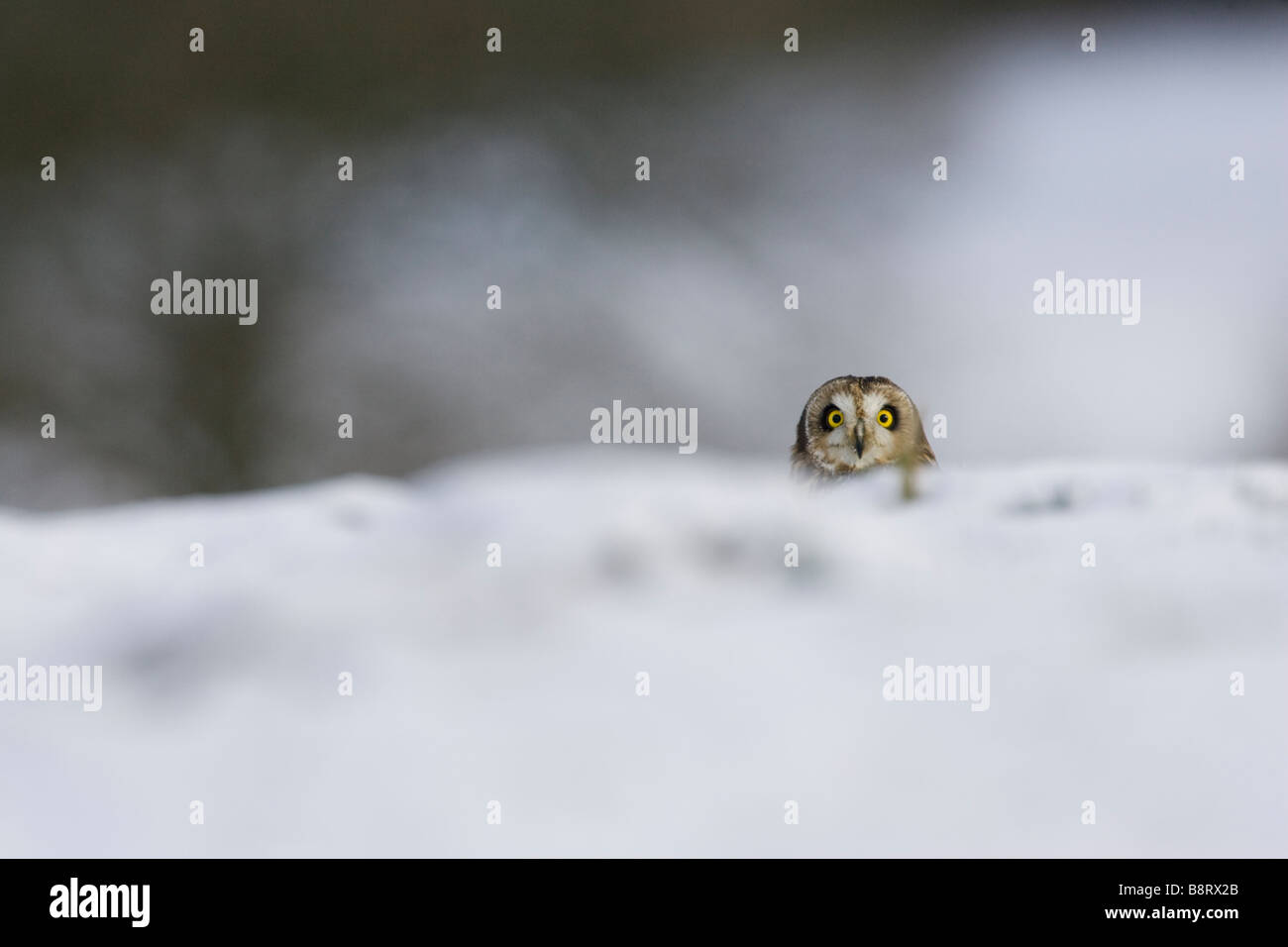 Short Eared Owl in the snow Stock Photo