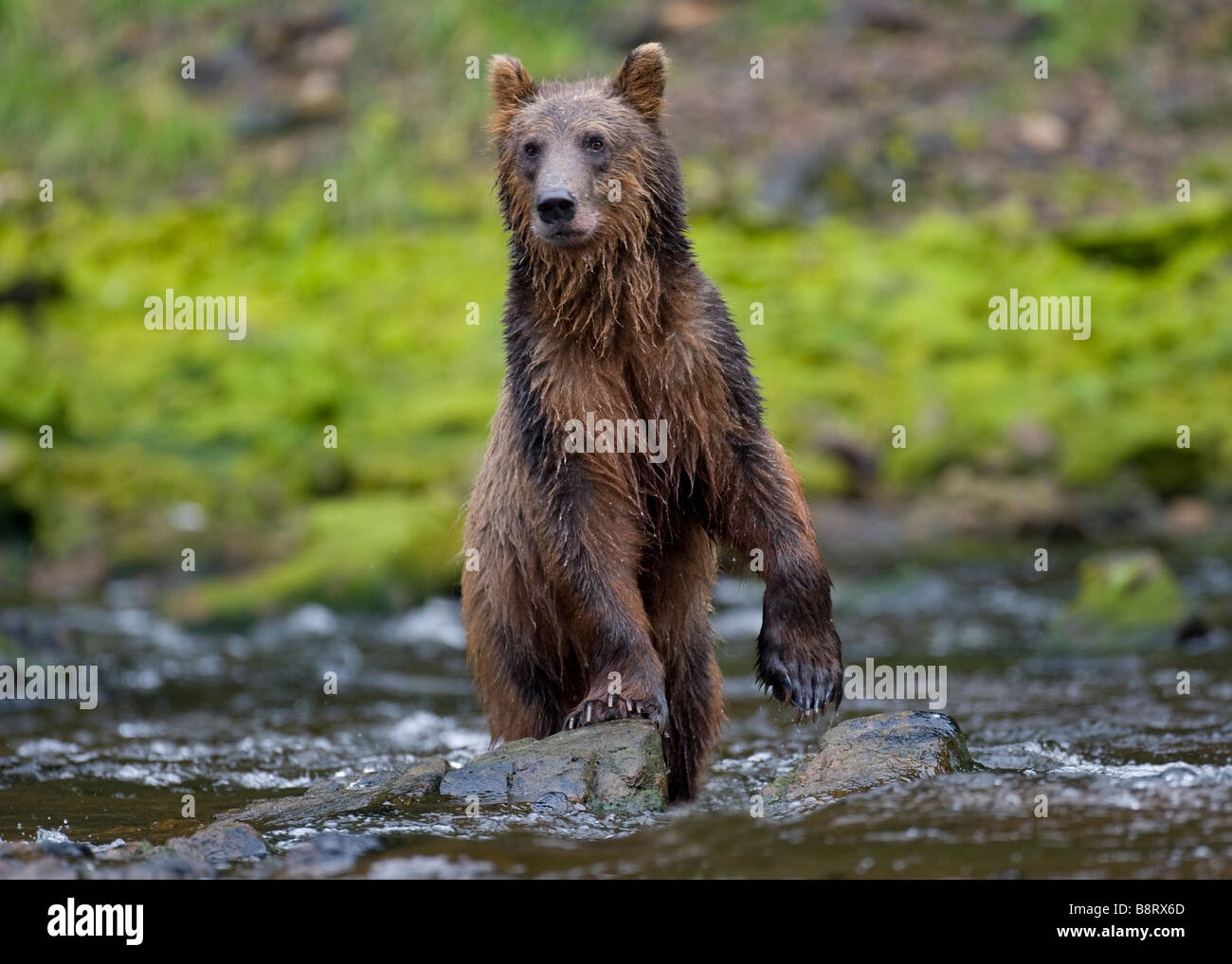 USA Alaska Brown Grizzly Bear Ursus arctos stands up while feeding on ...