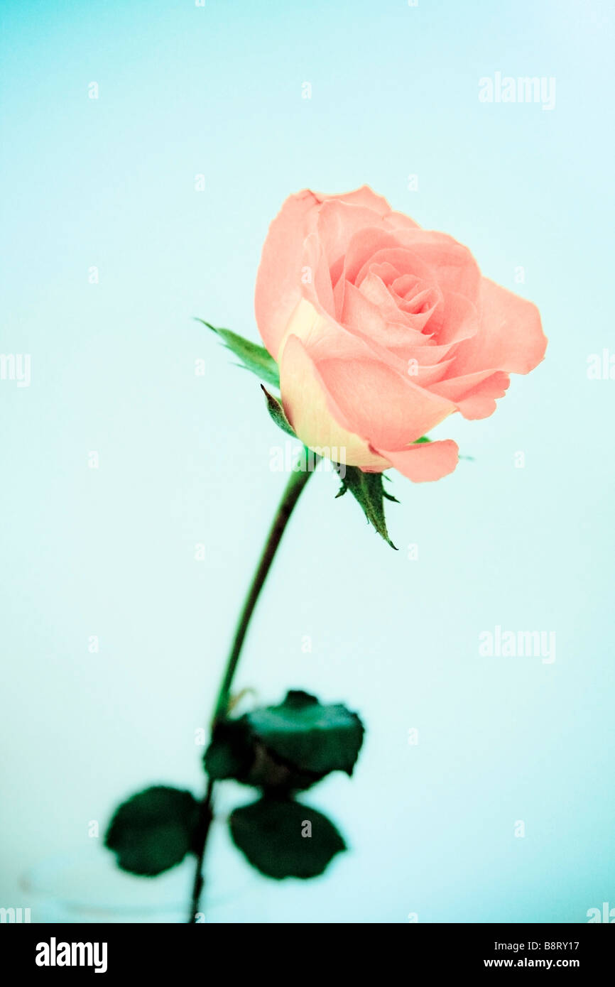 Faded colors hi-res stock photography and images - Alamy