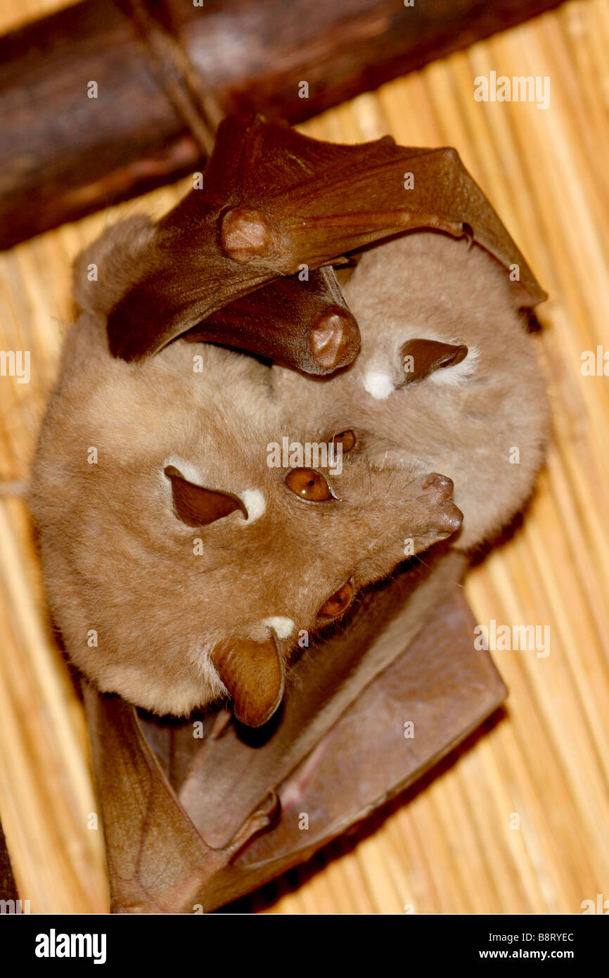 Wahlberg's or Peter's Epauletted bat with baby (wild) Stock Photo