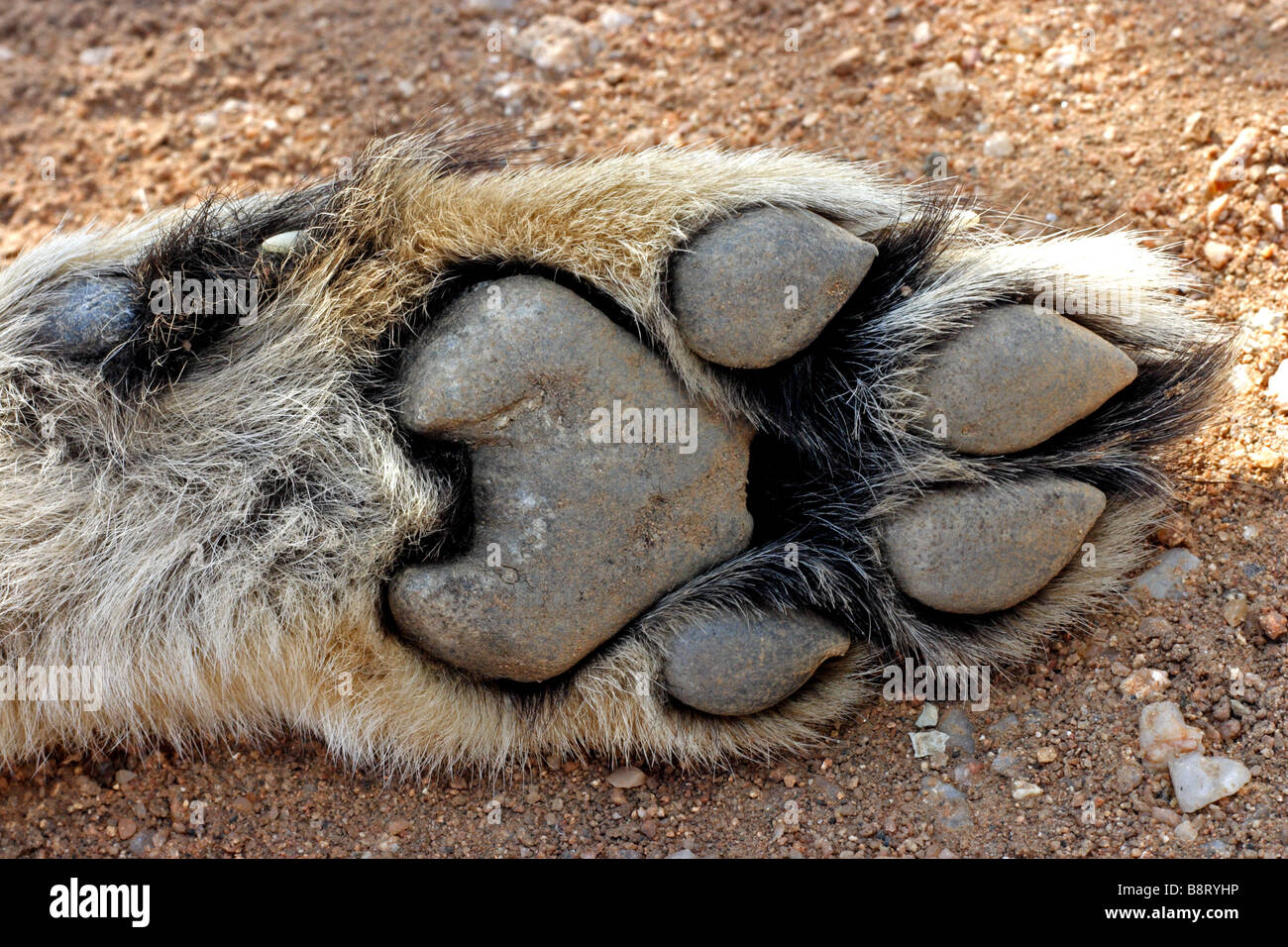 Cheetah paw hi-res stock photography and images - Alamy