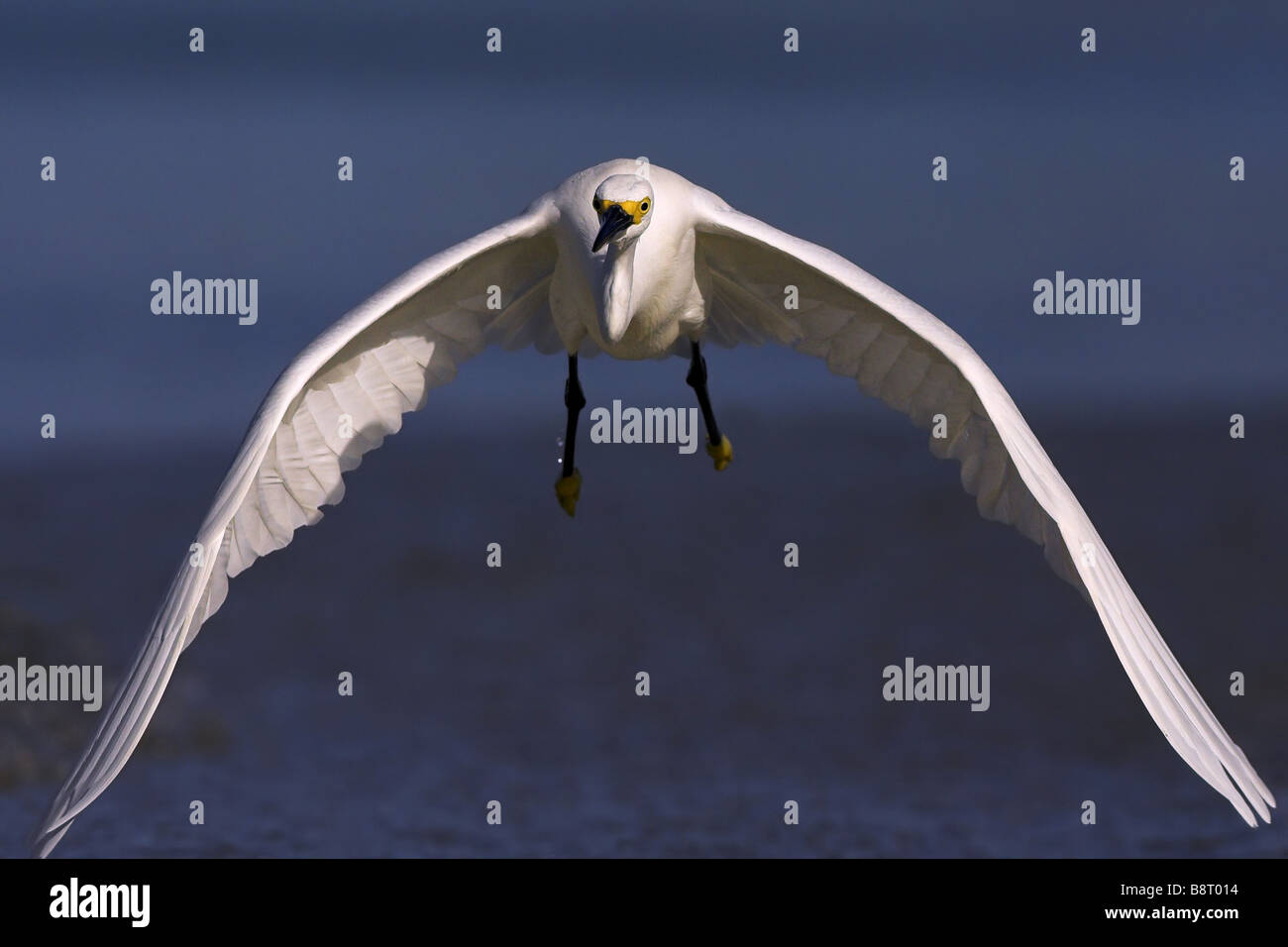 snowy egret (Egretta thula), flying, front view, USA, Florida Stock Photo