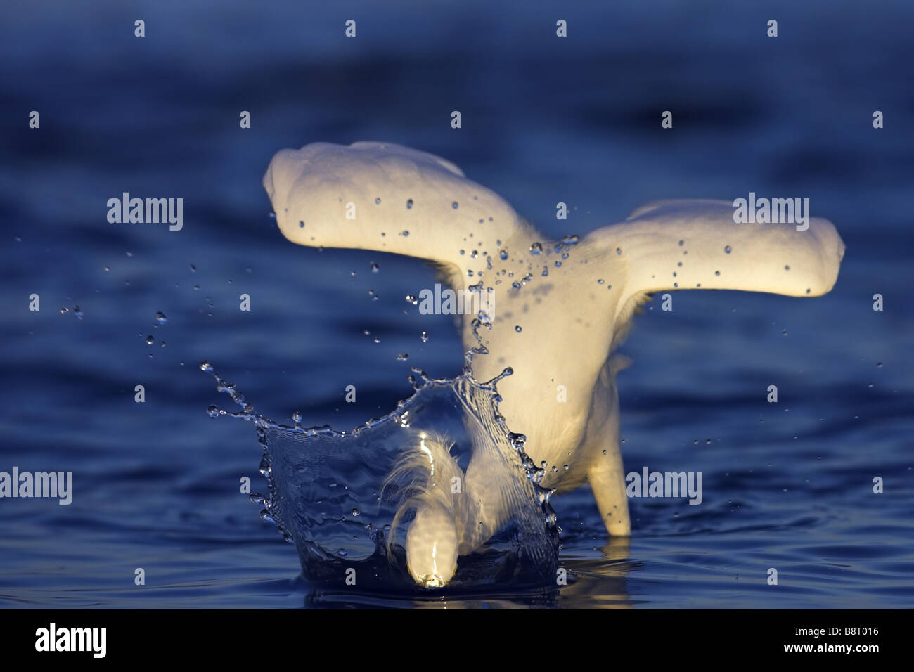 snowy egret (Egretta thula), dipping the head into water, USA, Florida Stock Photo