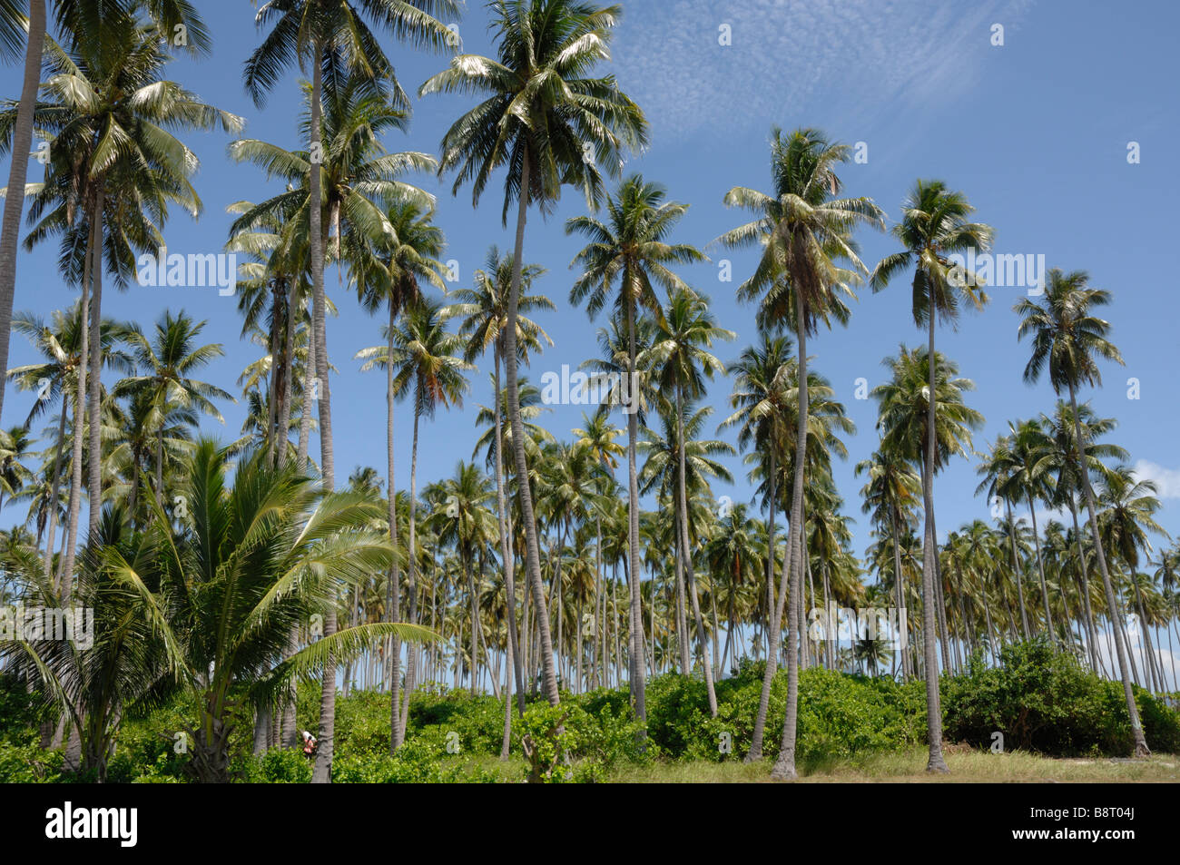 Coconut palms on island Pulau Maiga Semporna Sulu Sea Malaysia South ...