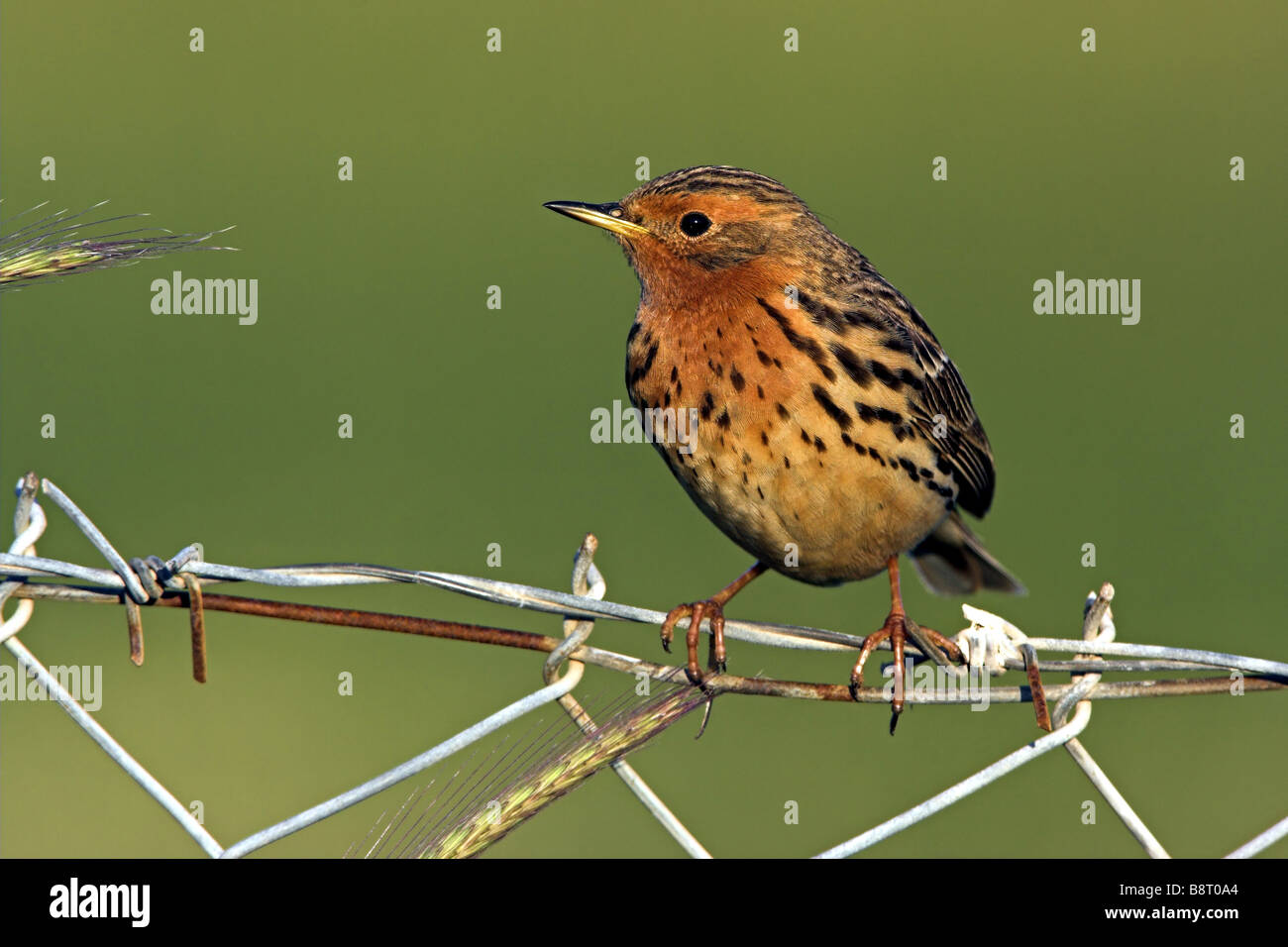 red-throated pitpit (Anthus cervinus), sitting on a fence Stock Photo