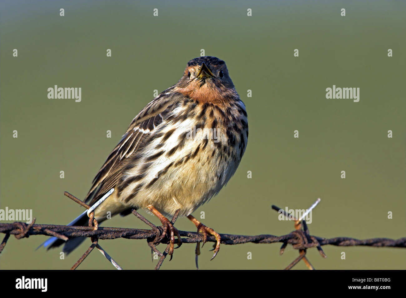 red-throated pitpit (Anthus cervinus), sitting on a fence, Greece, Lesbos Stock Photo