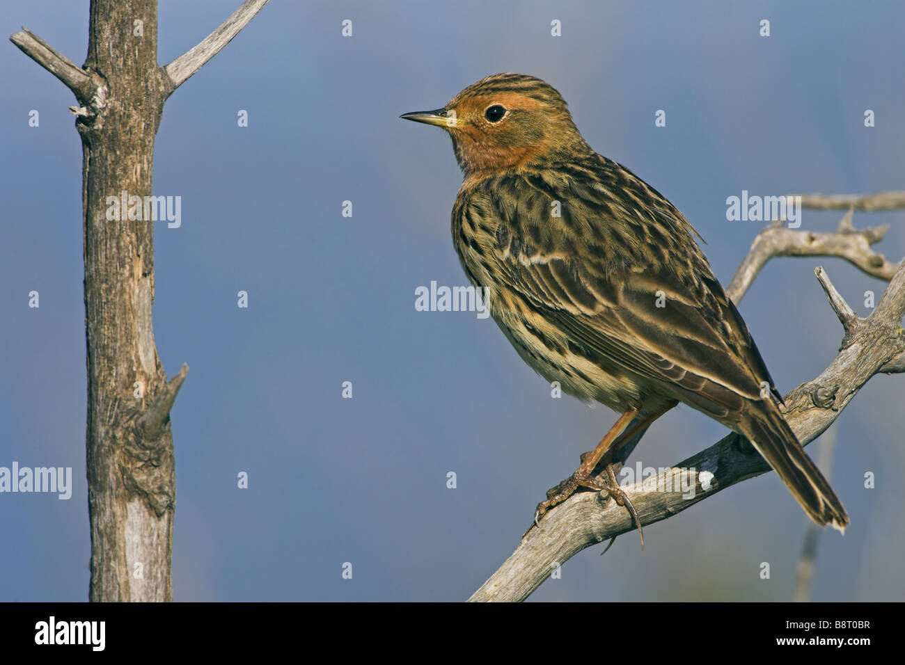 red-throated pitpit (Anthus cervinus), sitting on a branch, Greece, Lesbos Stock Photo