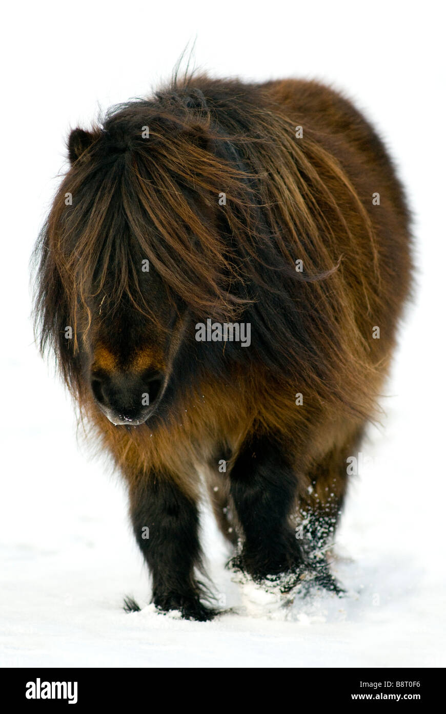 Minature Shetland Pony in snow UK Stock Photo