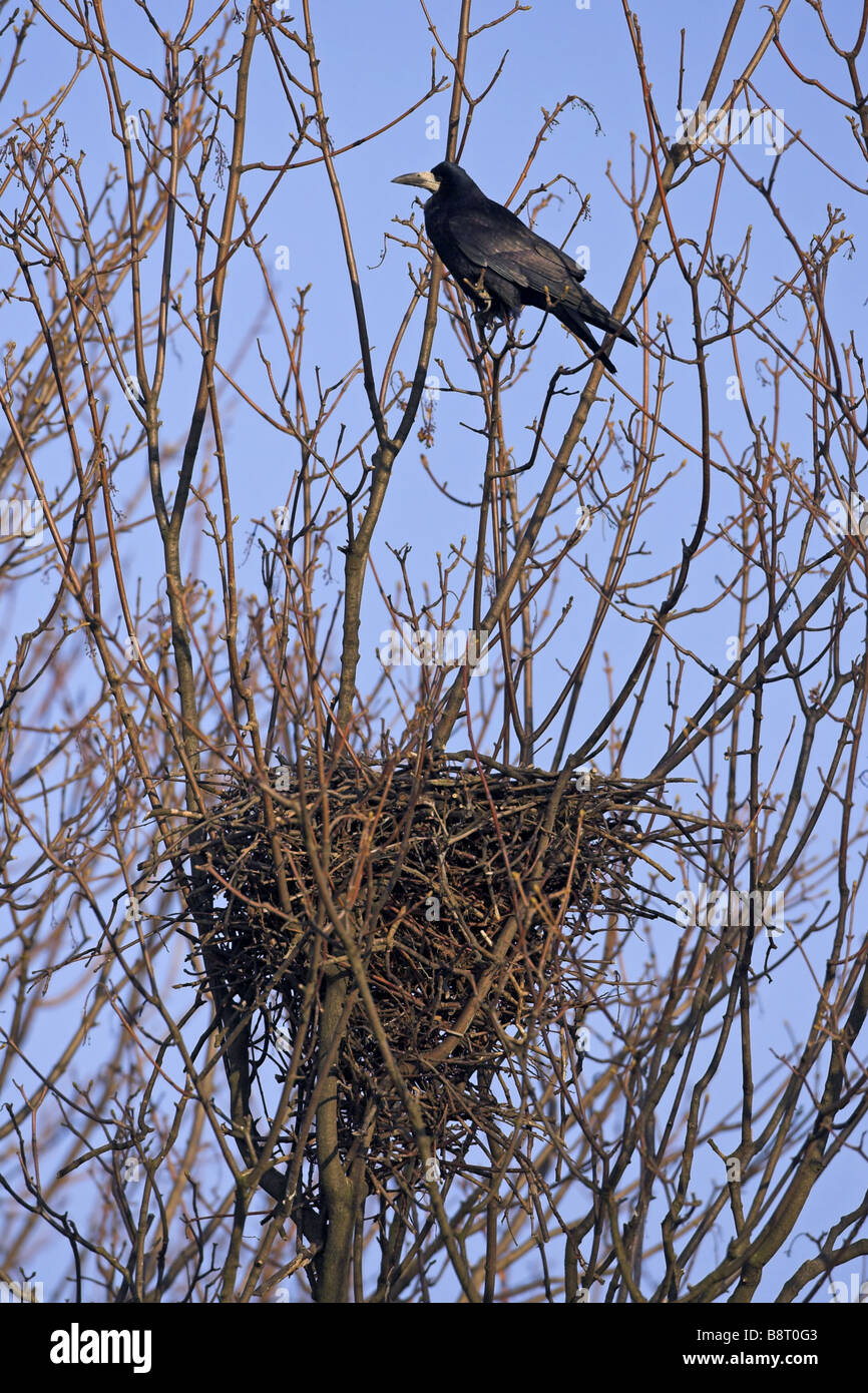 Rook nest hi-res stock photography and images - Alamy