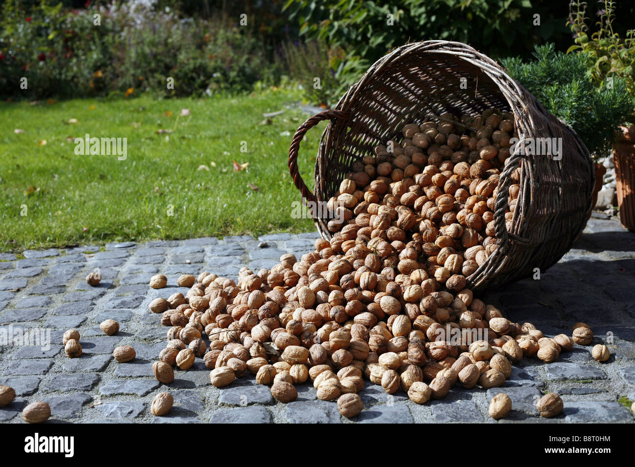 walnut (Juglans regia), overturned basket with walnuts Stock Photo