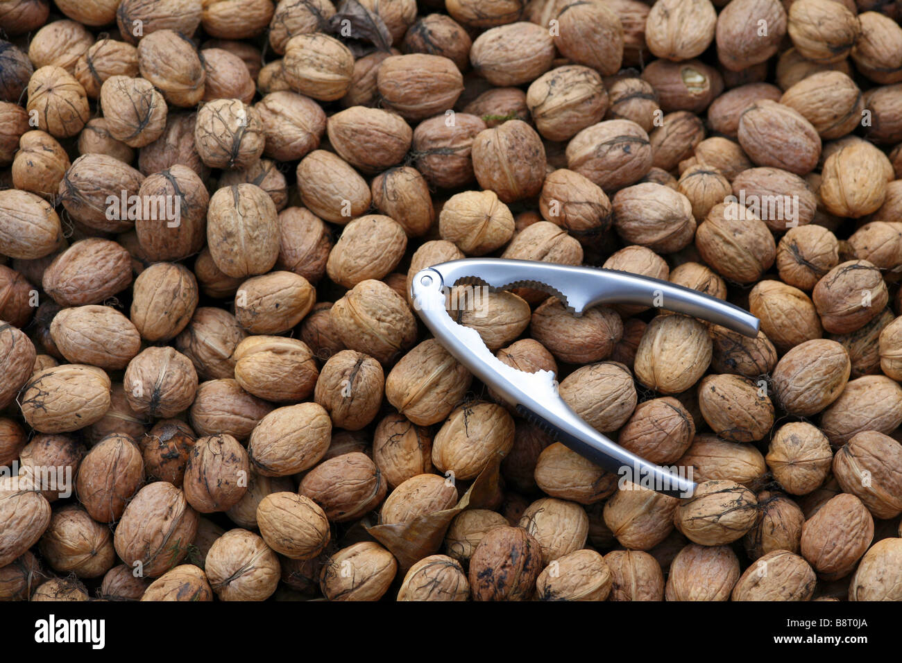 walnut (Juglans regia), walnuts with nutcracker Stock Photo