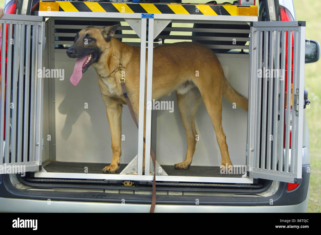 malinois kennel