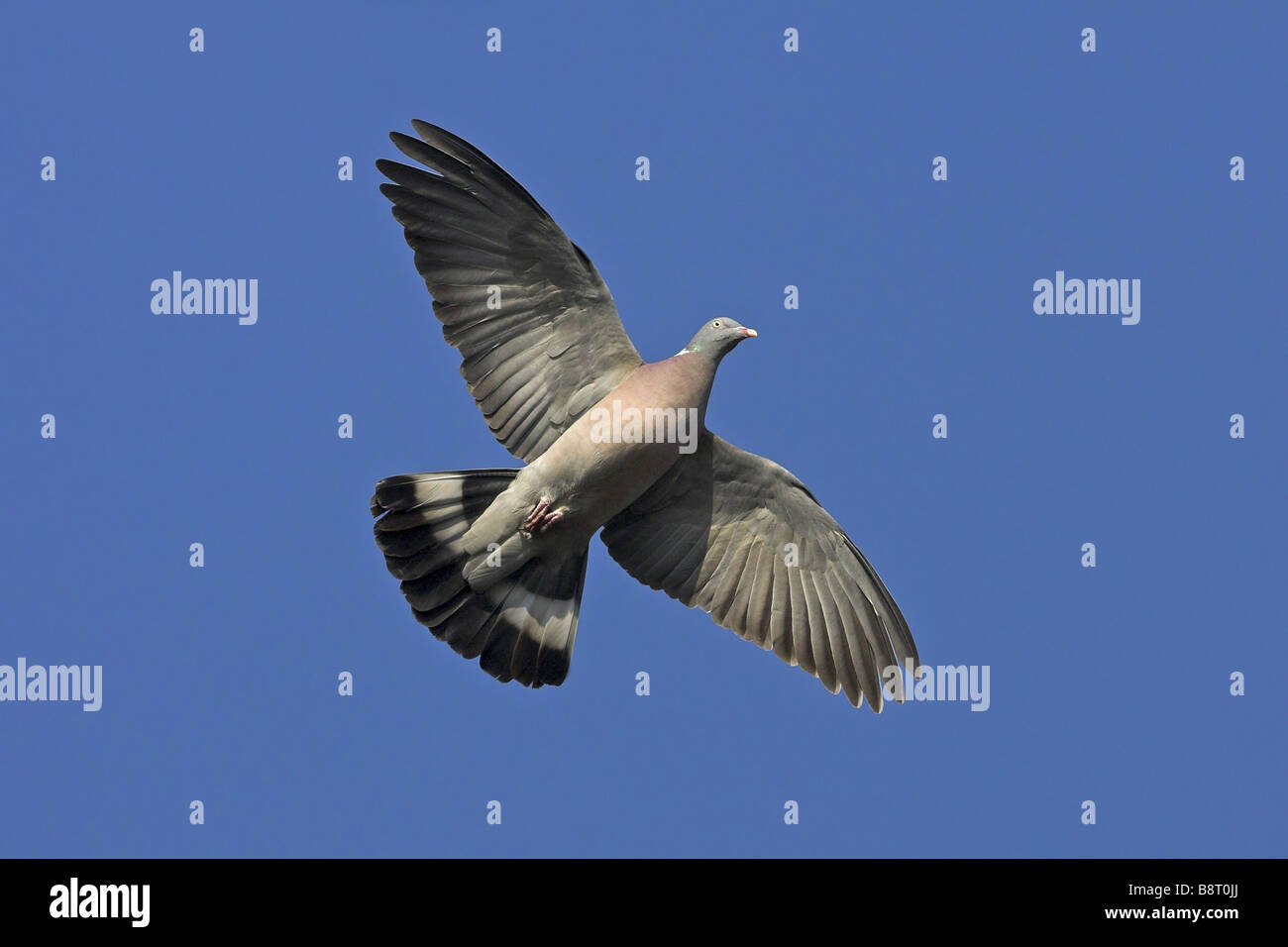 wood pigeon (Columba palumbus), flying, Germany Stock Photo
