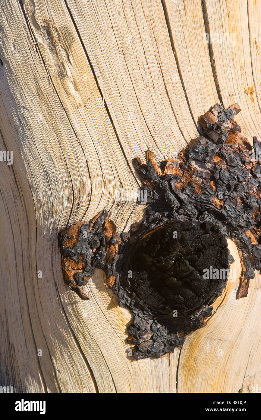 vegetative rehabilitation of a pine tree after a wildfire Kennedy