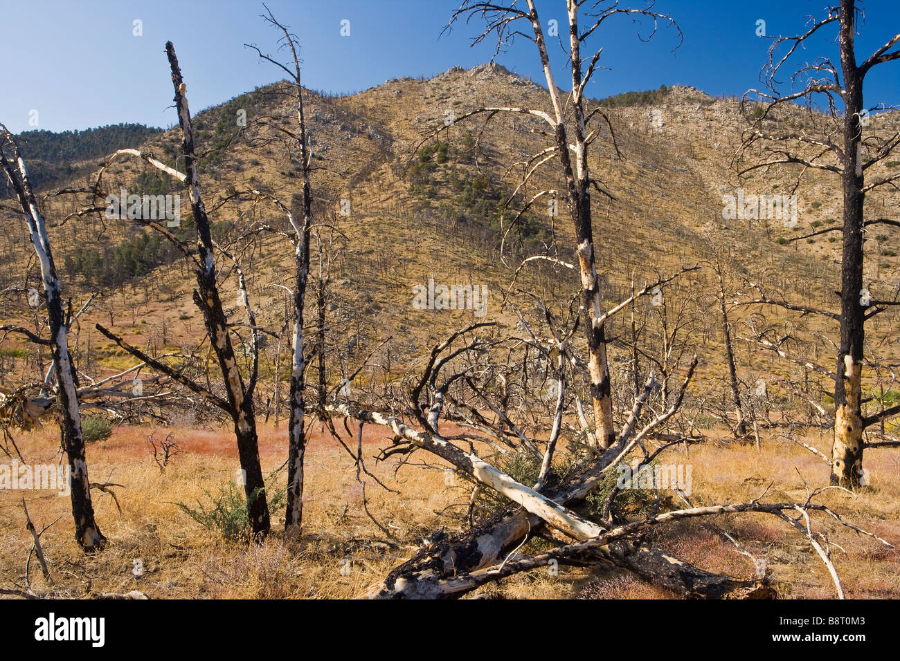 vegetative rehabilitation of a pine forest after a wildfire Kennedy Meadows Sierra Nevada Mountains California Stock Photo