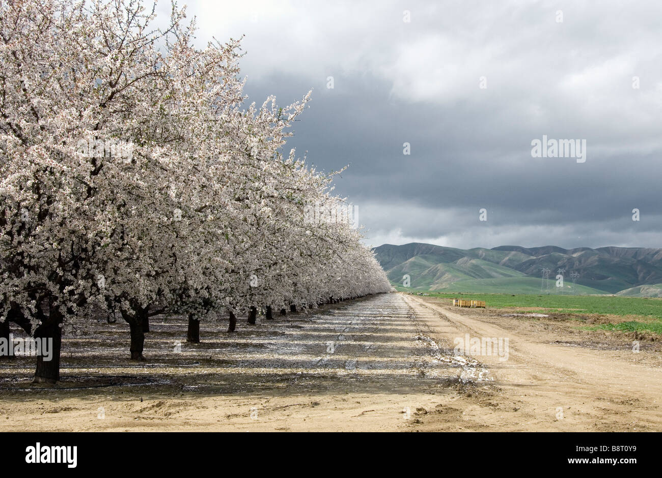 Almond orchard in bloom winter San Joaquin Valley CA Stock Photo
