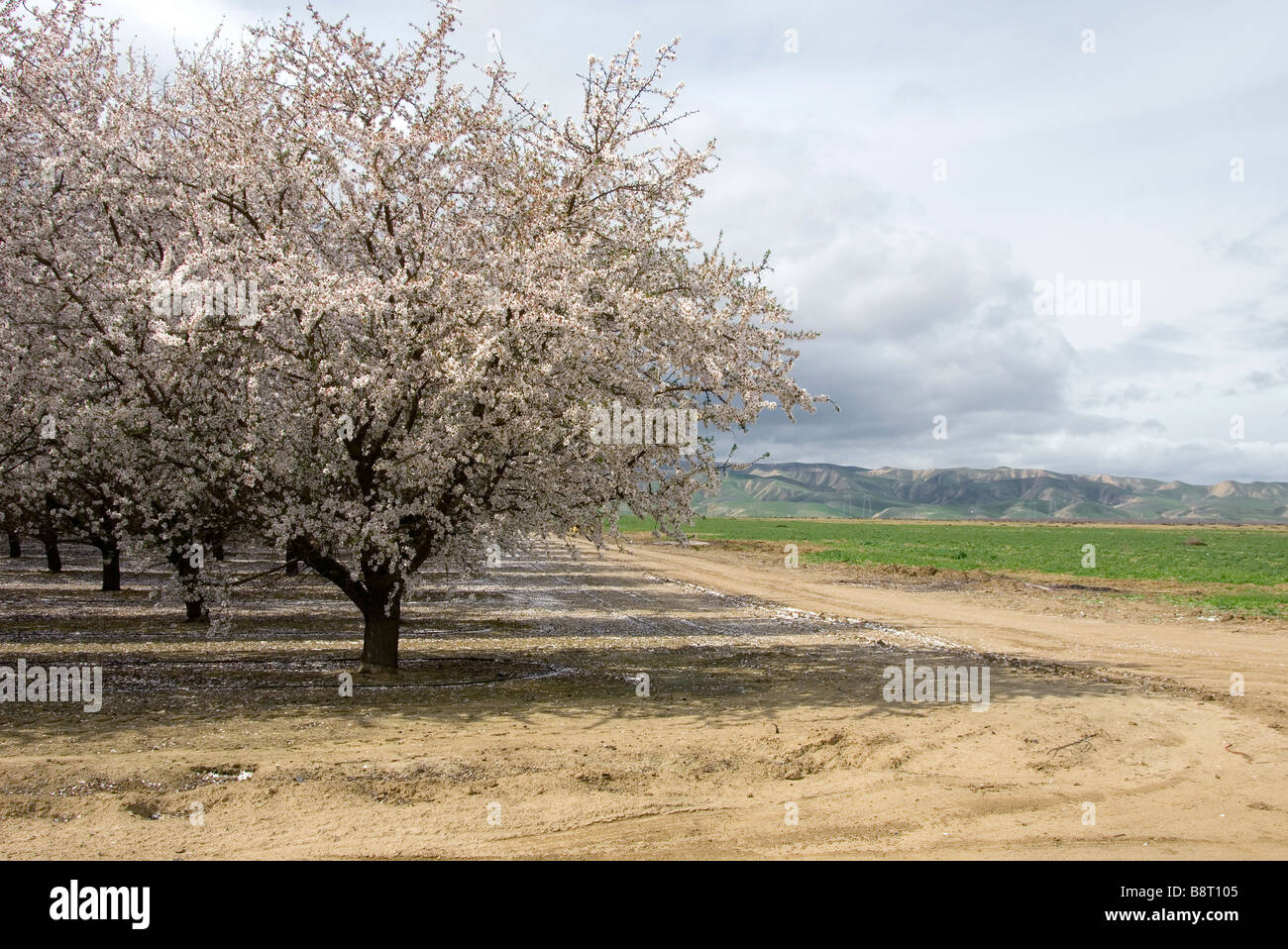 Almond orchard in bloom in the San Joaquin Valley CA Stock Photo Alamy