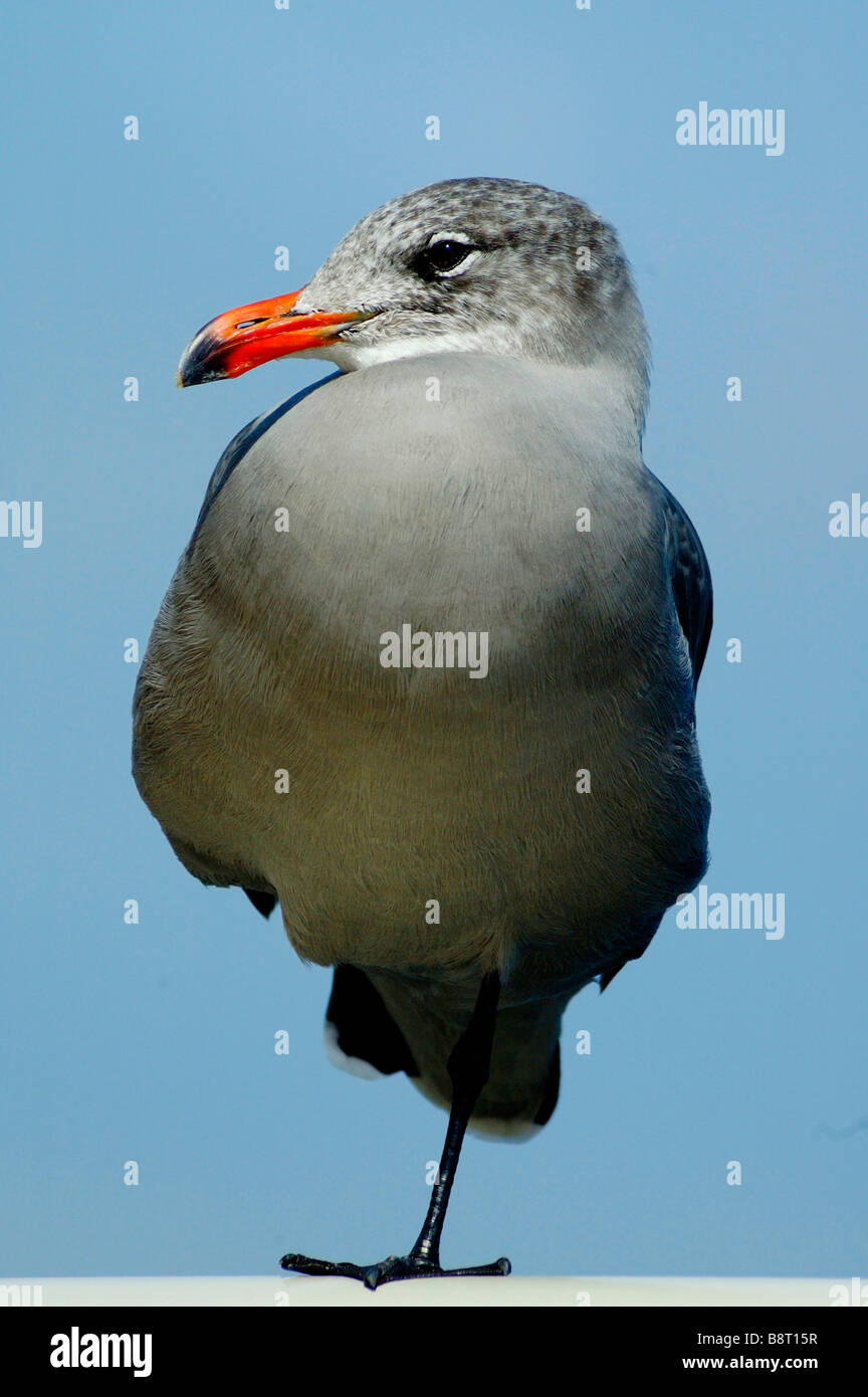 Bird Standing On One Leg Stock Photo Alamy