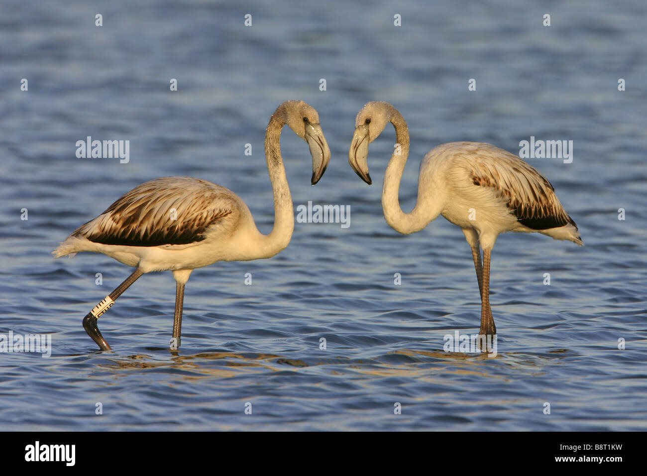 greater flamingo (Phoenicopterus ruber), two young birds, Spain, Extremadura Stock Photo