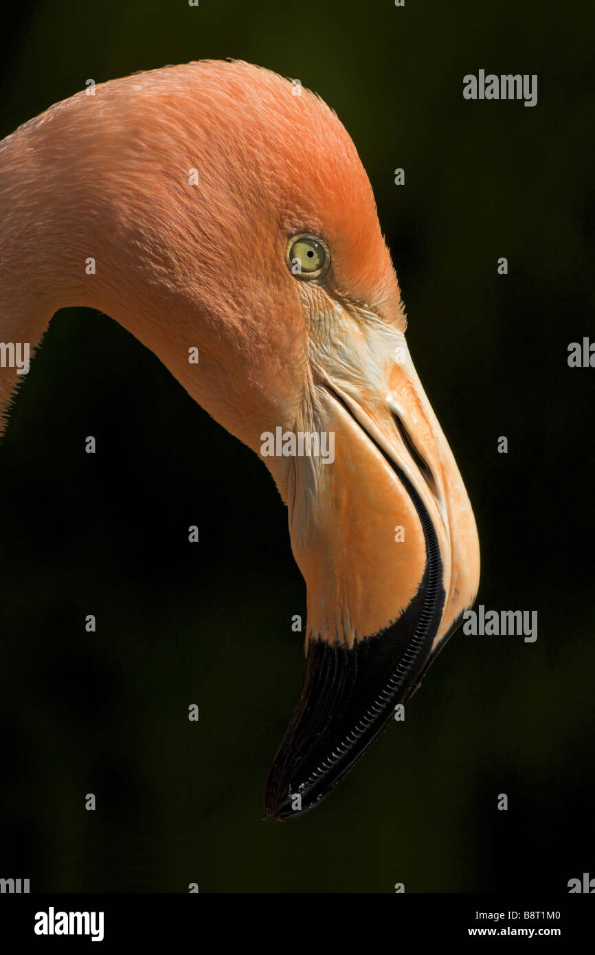 greater flamingo (Phoenicopterus ruber), portrait Stock Photo