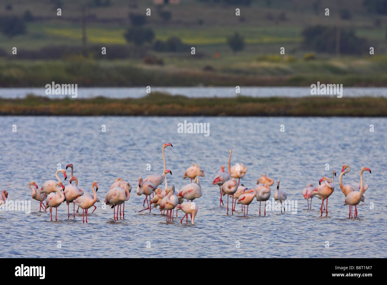 greater flamingo (Phoenicopterus ruber), group foraging in a lagoon, Greece, Lesbos Stock Photo