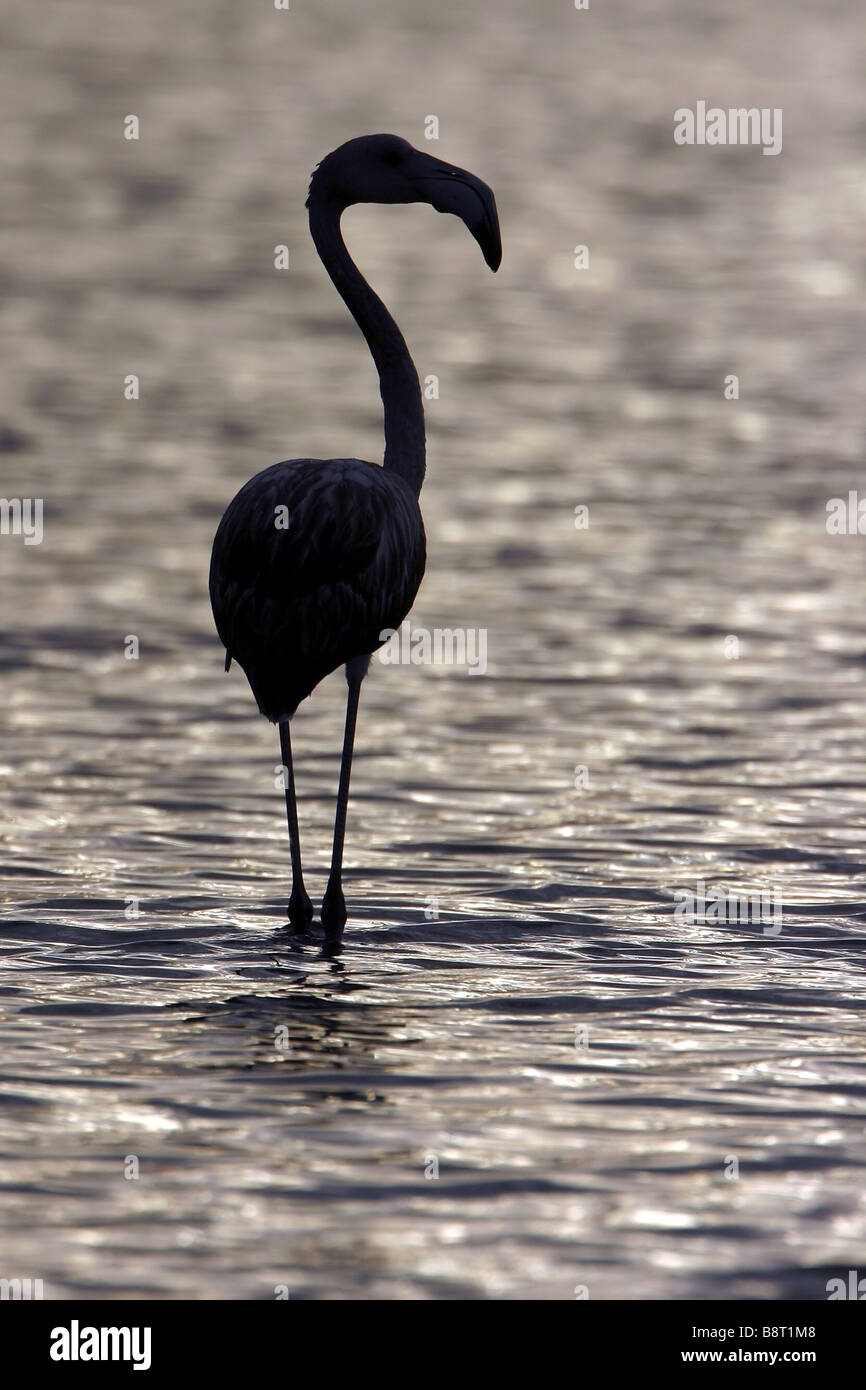 greater flamingo (Phoenicopterus ruber), standing in water in the evening, Spain, Extremadura Stock Photo