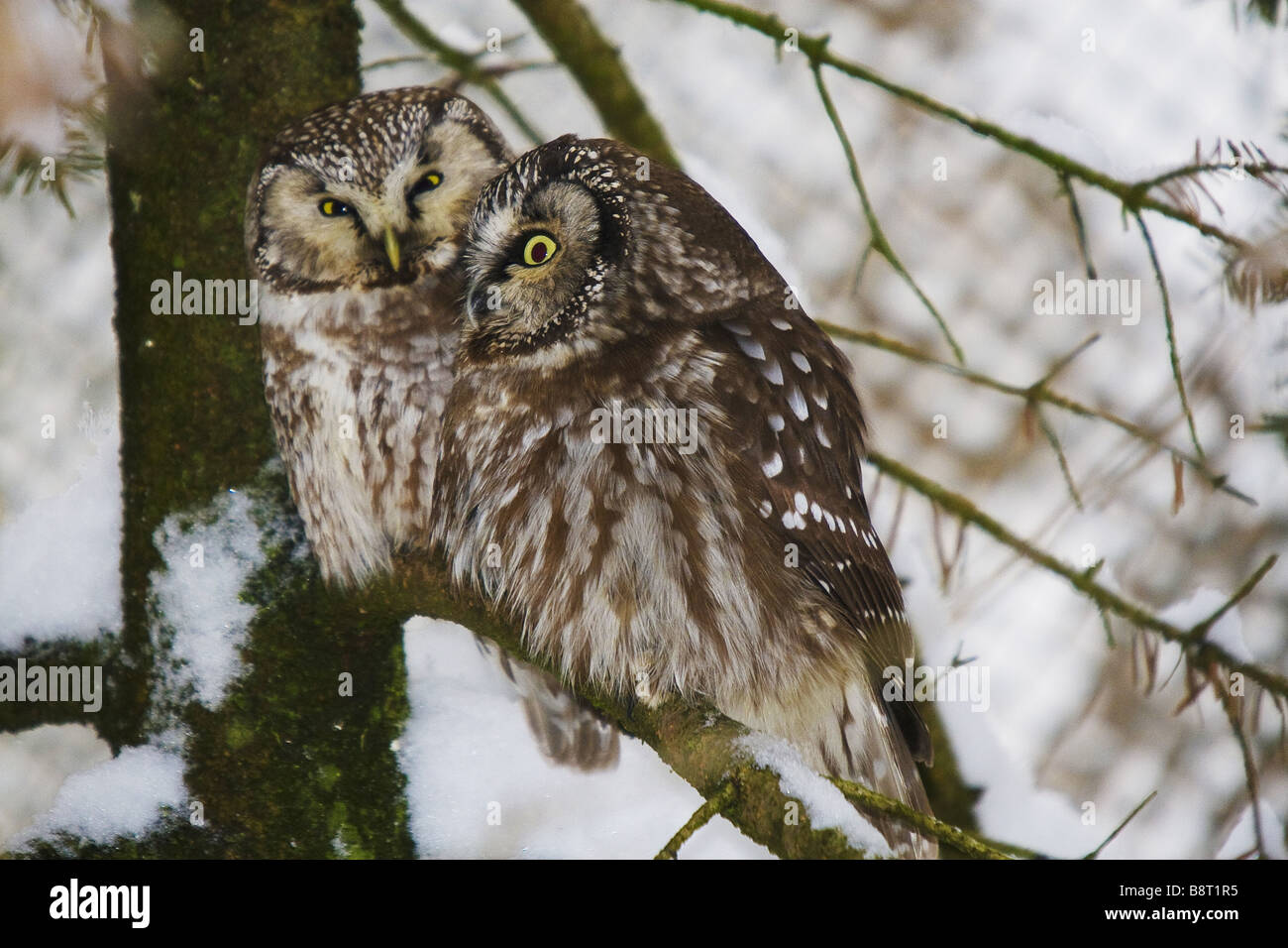 Tengmalm's owl (Aegolius funereus), couple on a tree in winter, Germany, Nationalpark Bayrischer Wald Stock Photo