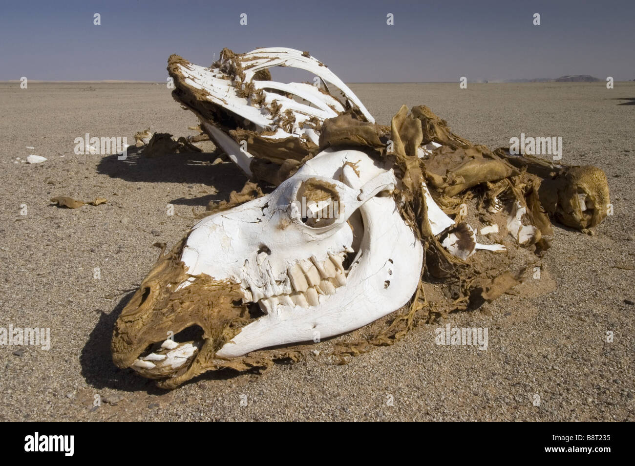 dead camel in the desert, Libya Stock Photo