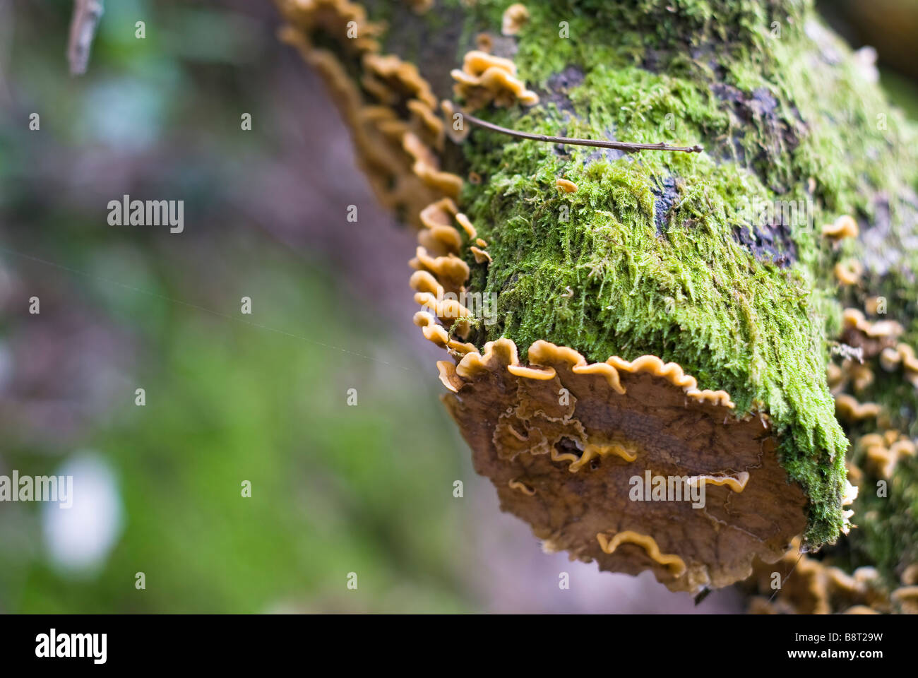 Fungus growing on a log Stock Photo - Alamy
